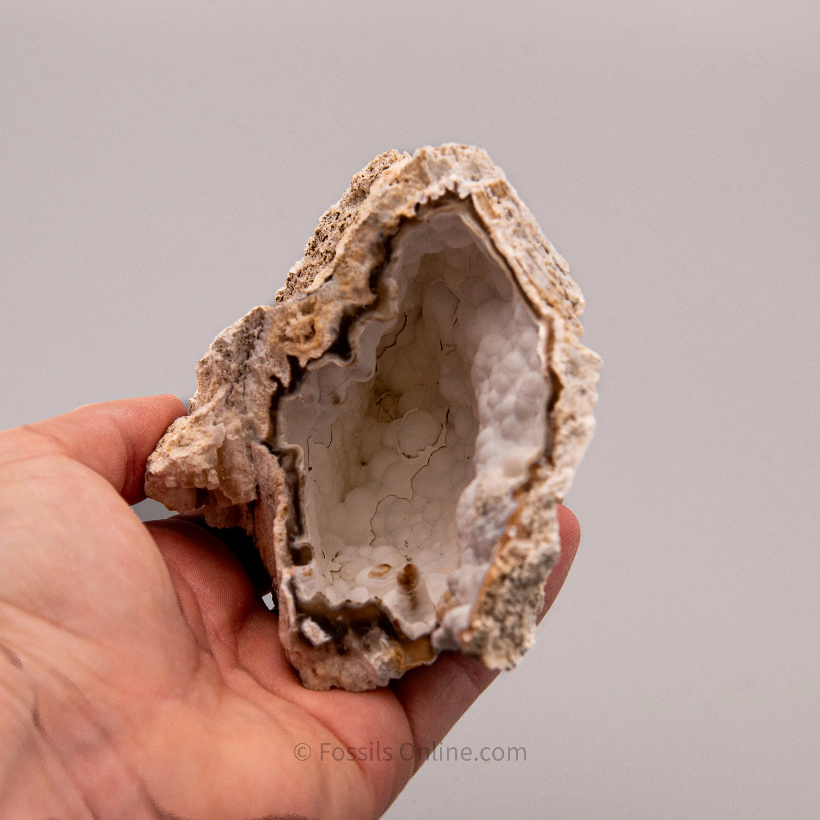 Agatized Coral - Image 3