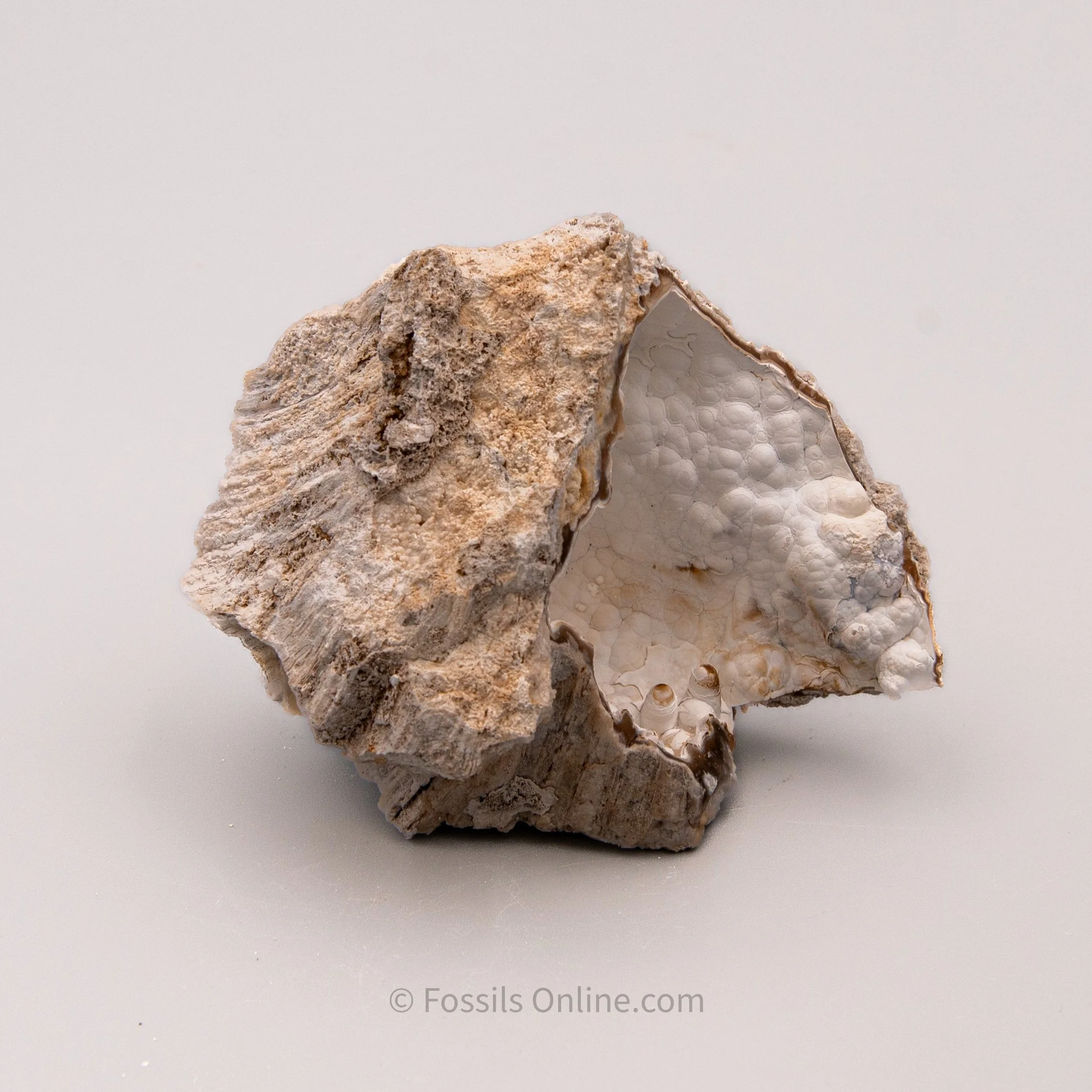 Agatized Coral - Image 4