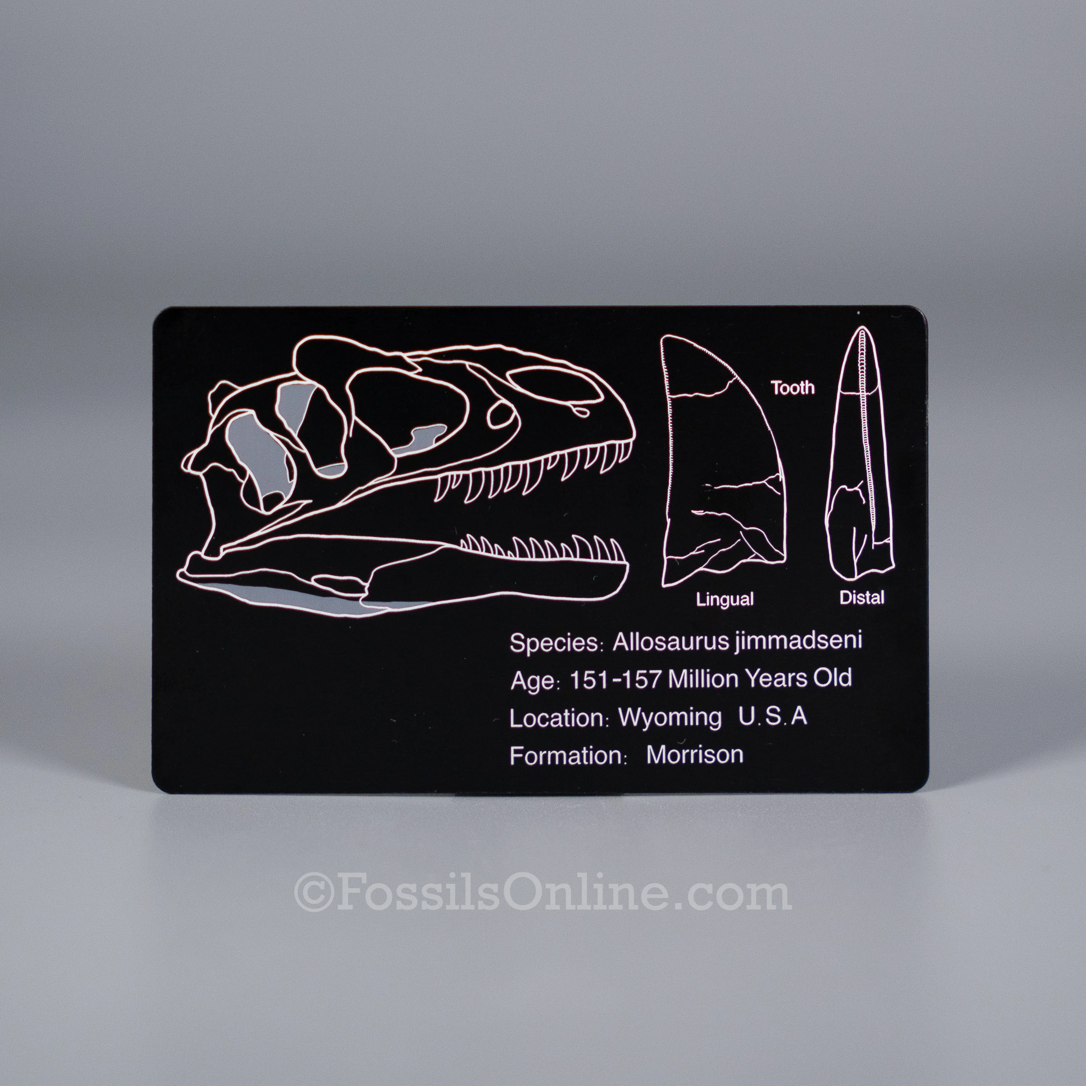 Allosaurus Fossil ID Card - Image 3