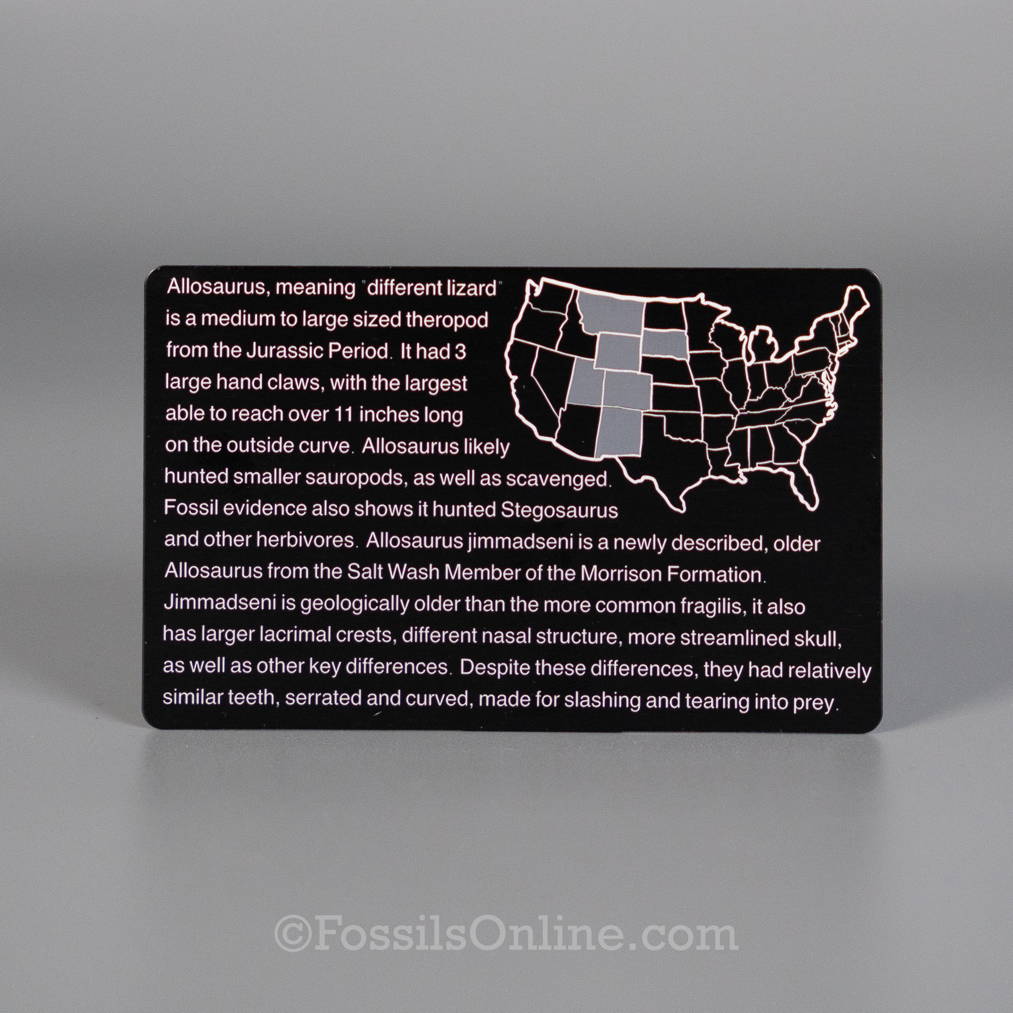 Allosaurus Fossil ID Card - Image 4