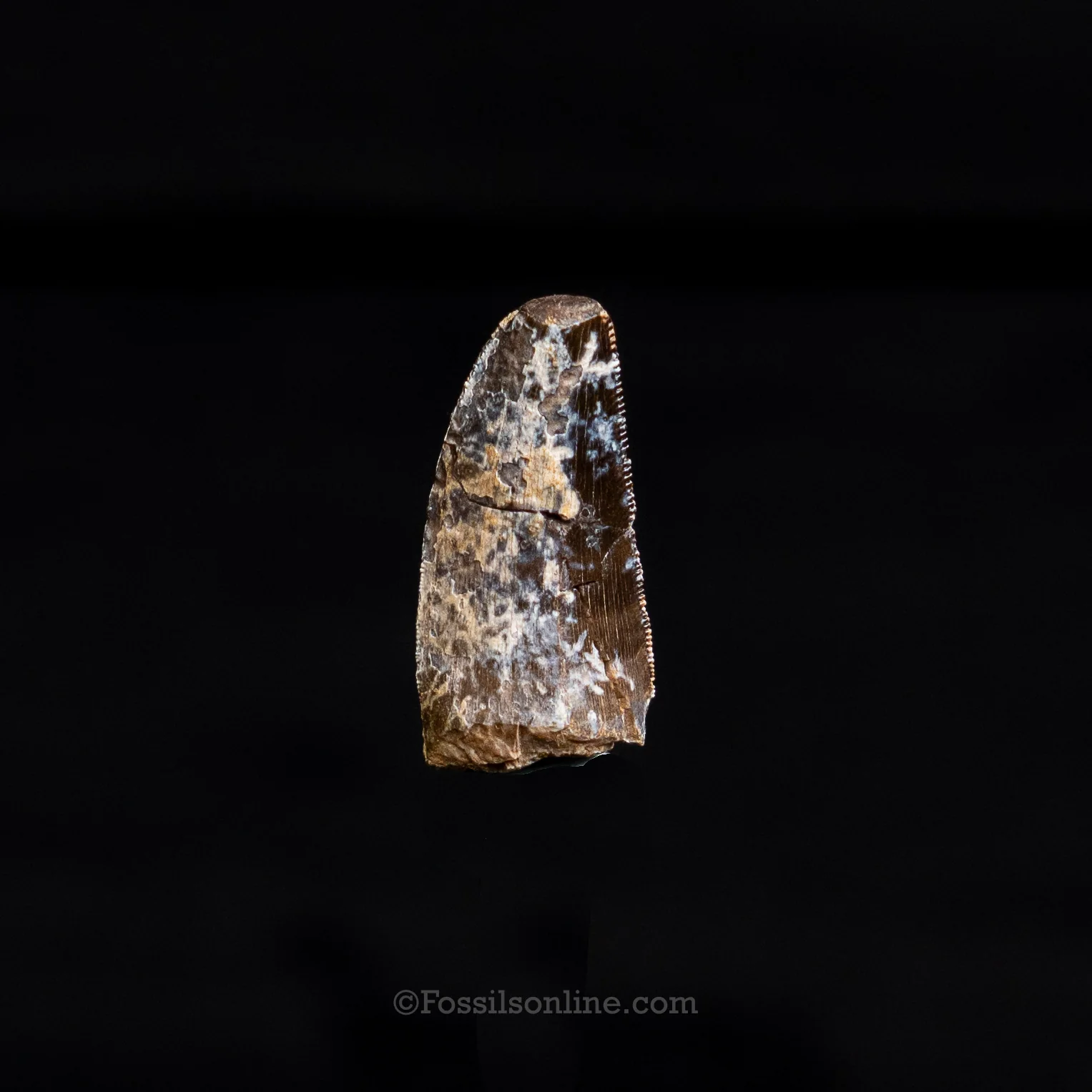 Allosaurus Jurassic Dinosaur Tooth .98" - Image 3