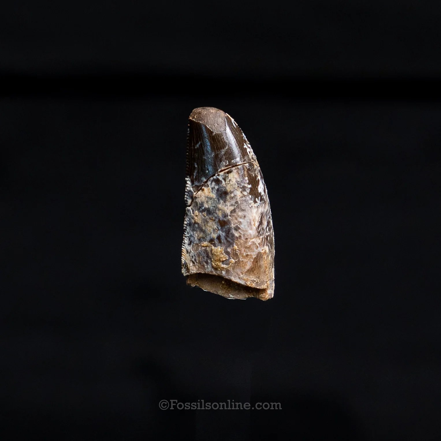 Allosaurus Jurassic Dinosaur Tooth .98" - Image 4