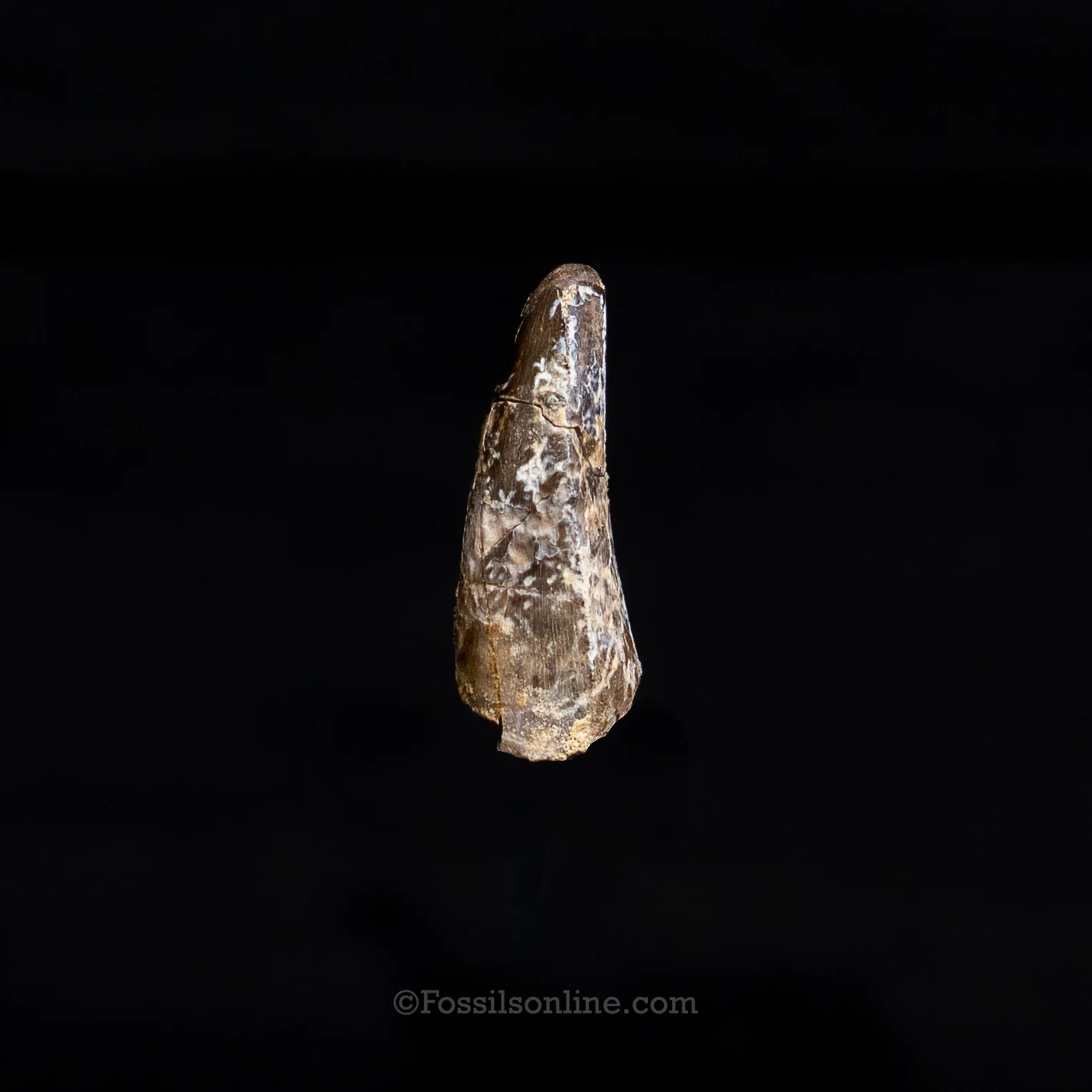 Allosaurus Jurassic Dinosaur Tooth .98" - Image 5