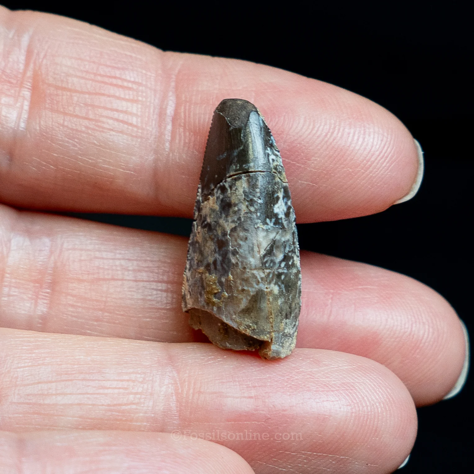 Allosaurus Jurassic Dinosaur Tooth .98" - Image 6