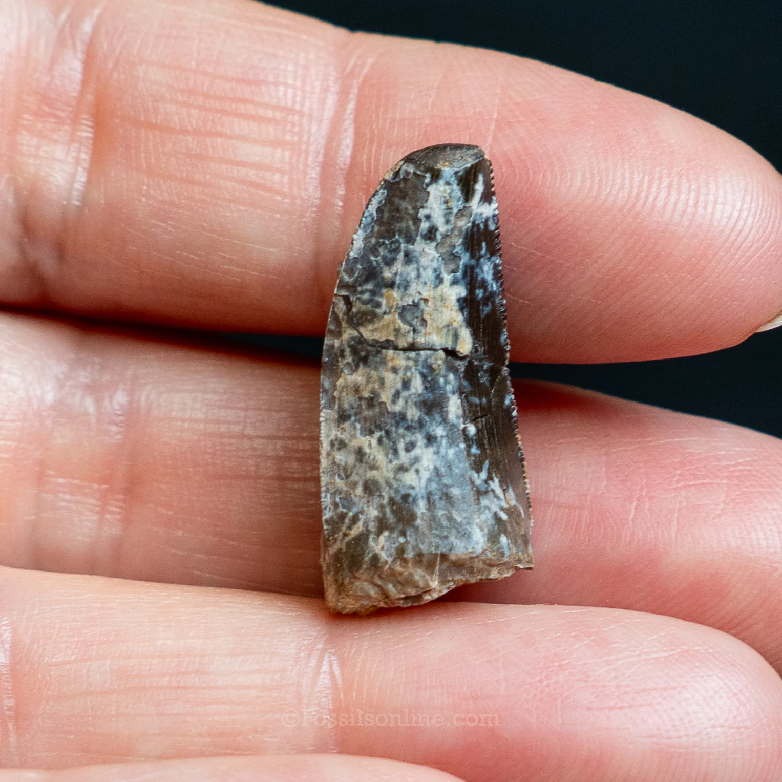 Allosaurus Jurassic Dinosaur Tooth .98" - Image 7