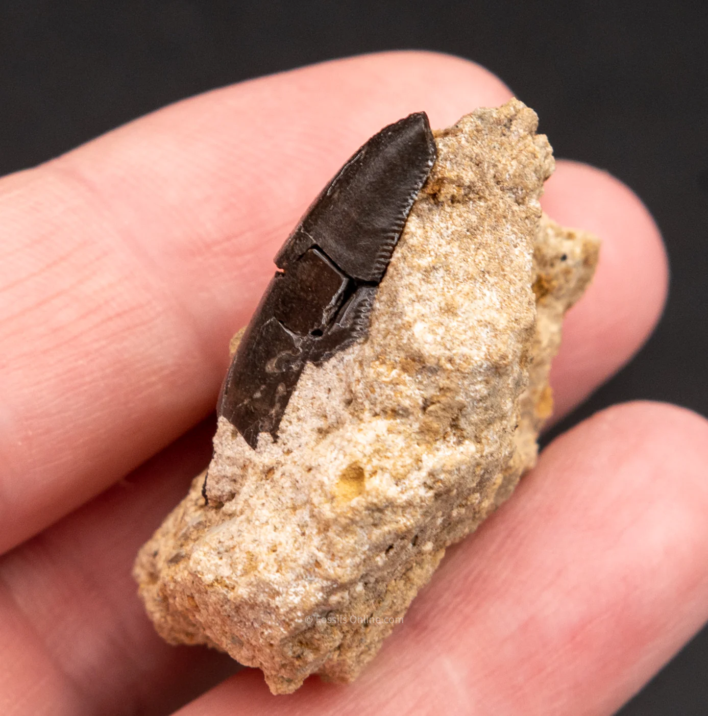 Allosaurus Dinosaur Tooth in Matrix 1" - Image 3