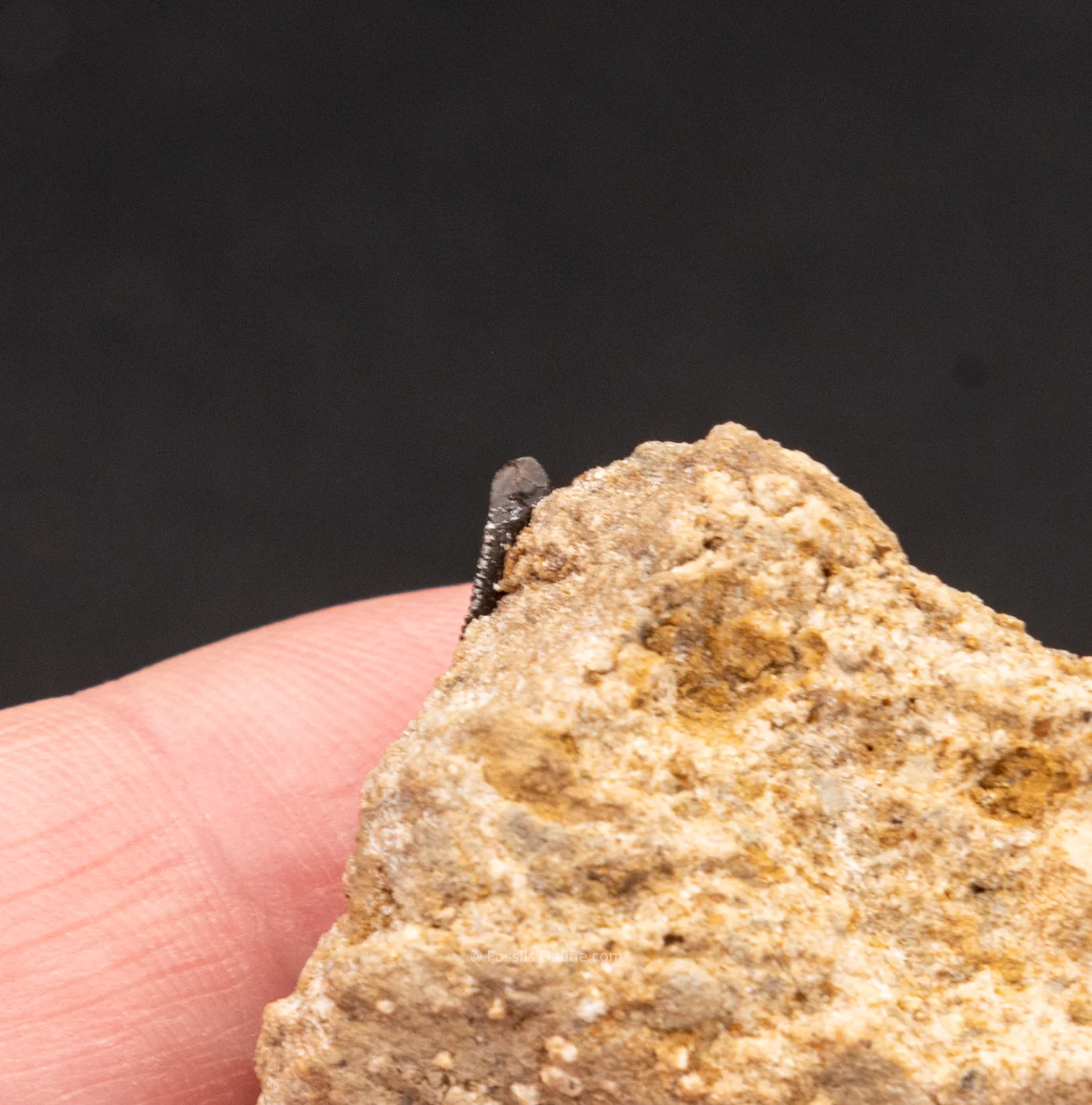 Allosaurus Dinosaur Tooth in Matrix 1" - Image 4
