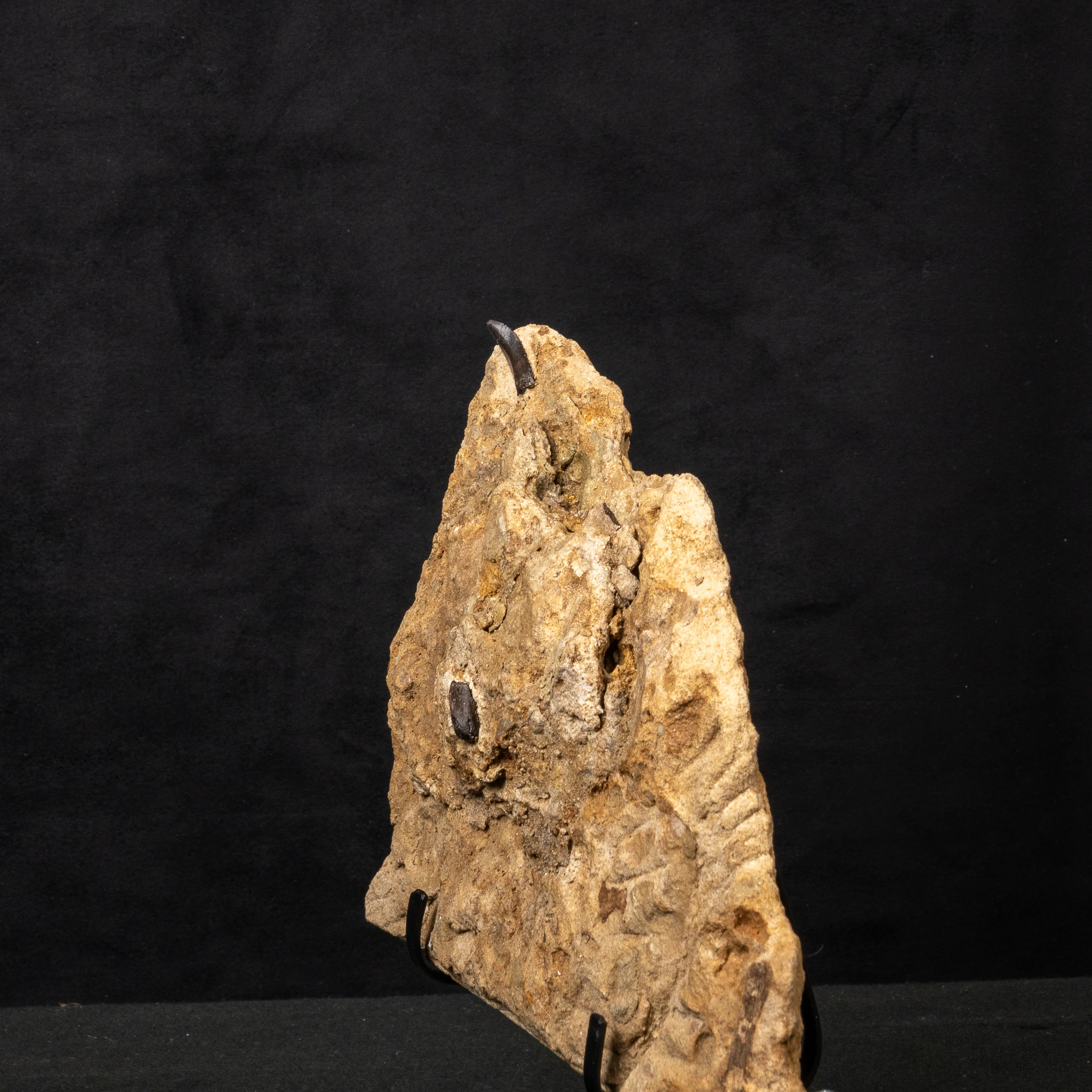 Allosaurus Teeth in Matrix - Image 3