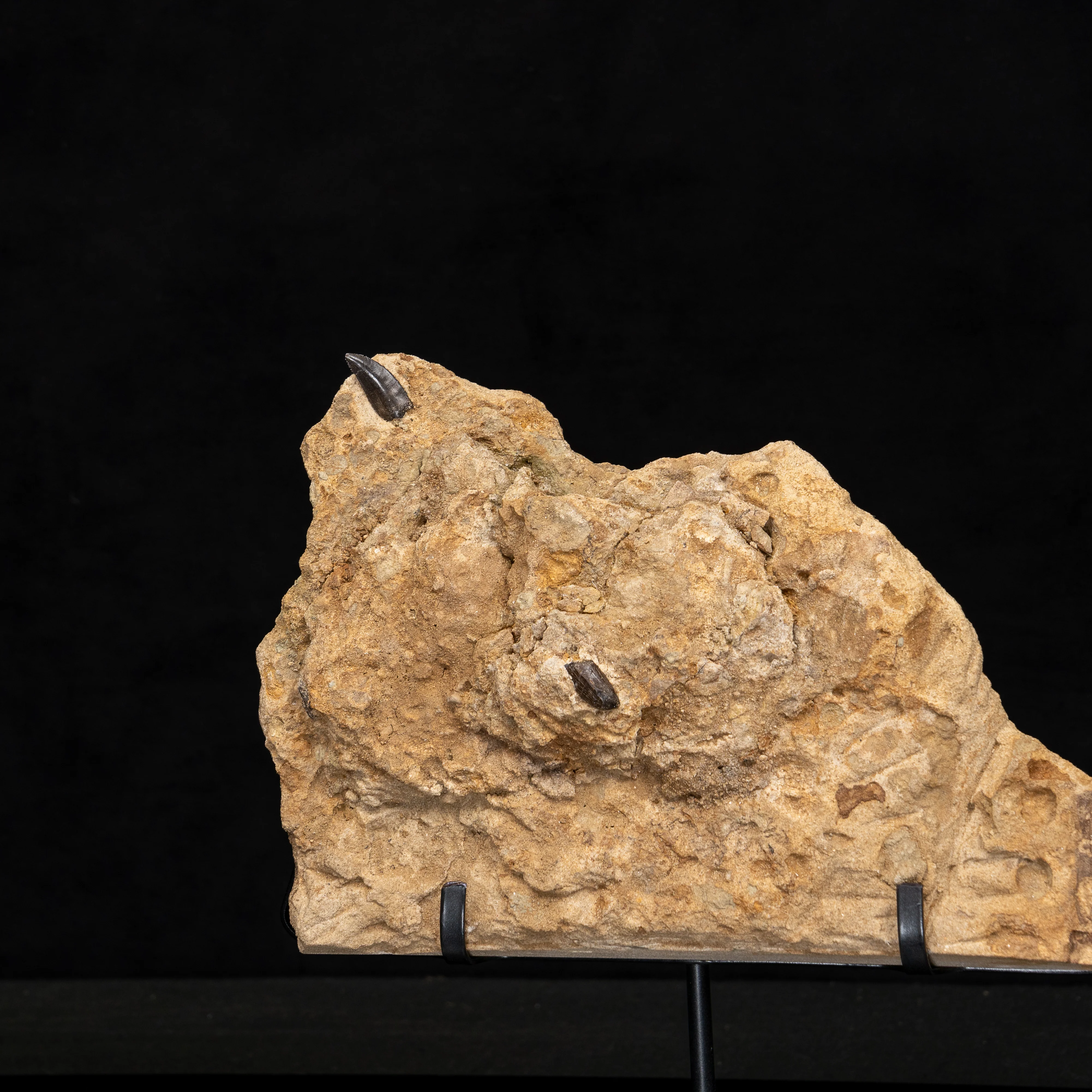 Allosaurus Teeth in Matrix - Image 4