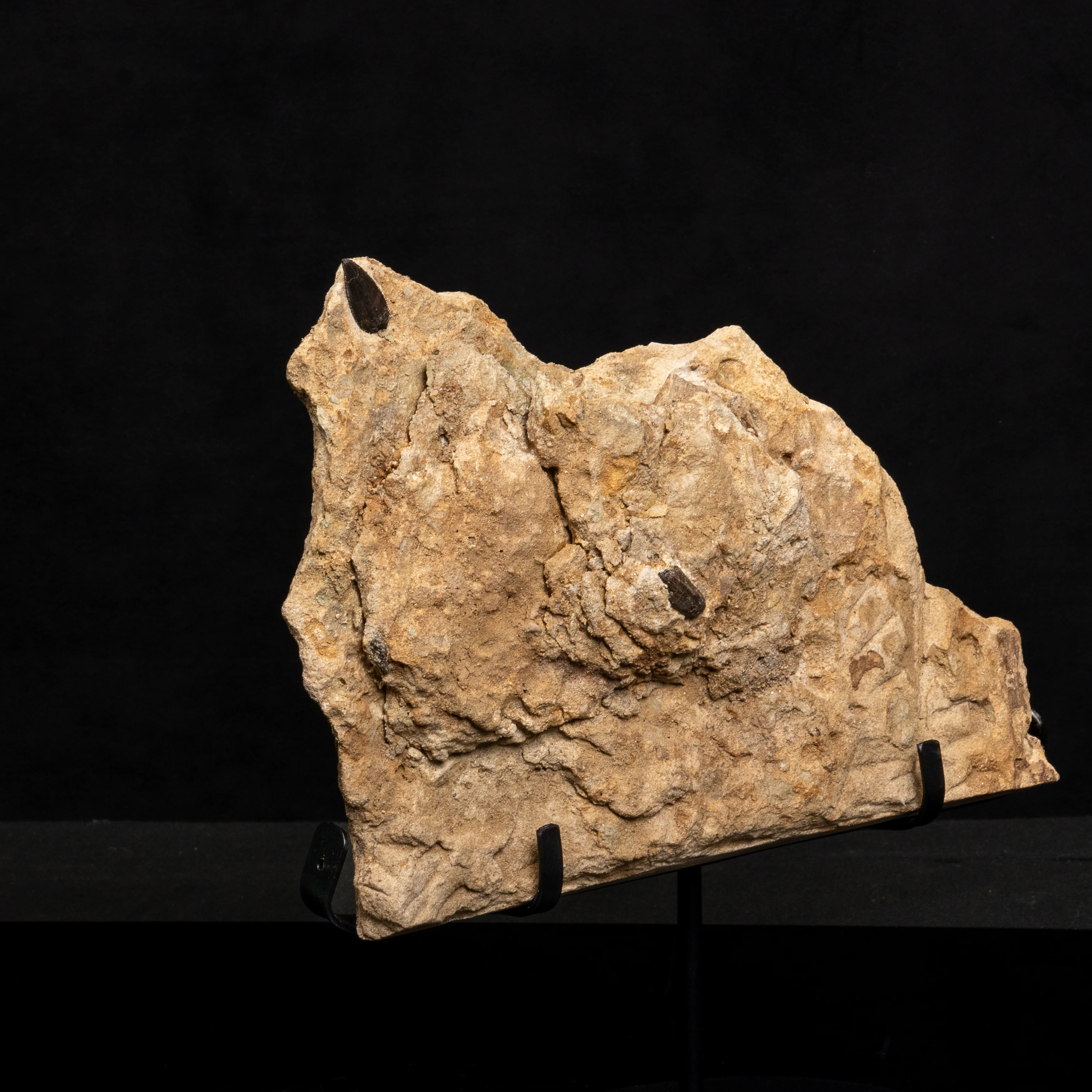 Allosaurus Teeth in Matrix - Image 5
