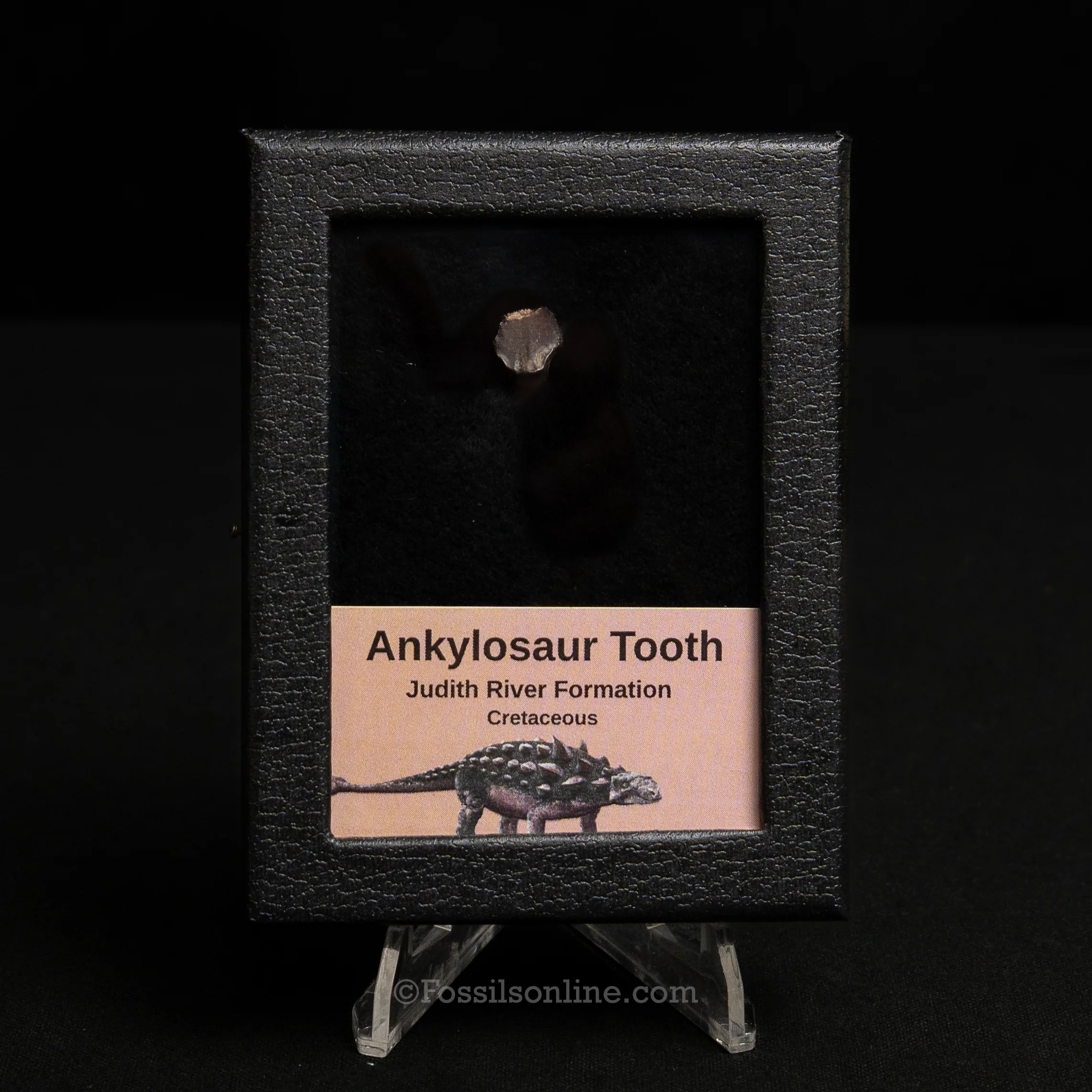 Ankylosaur Tooth In SM Display Case - Image 3