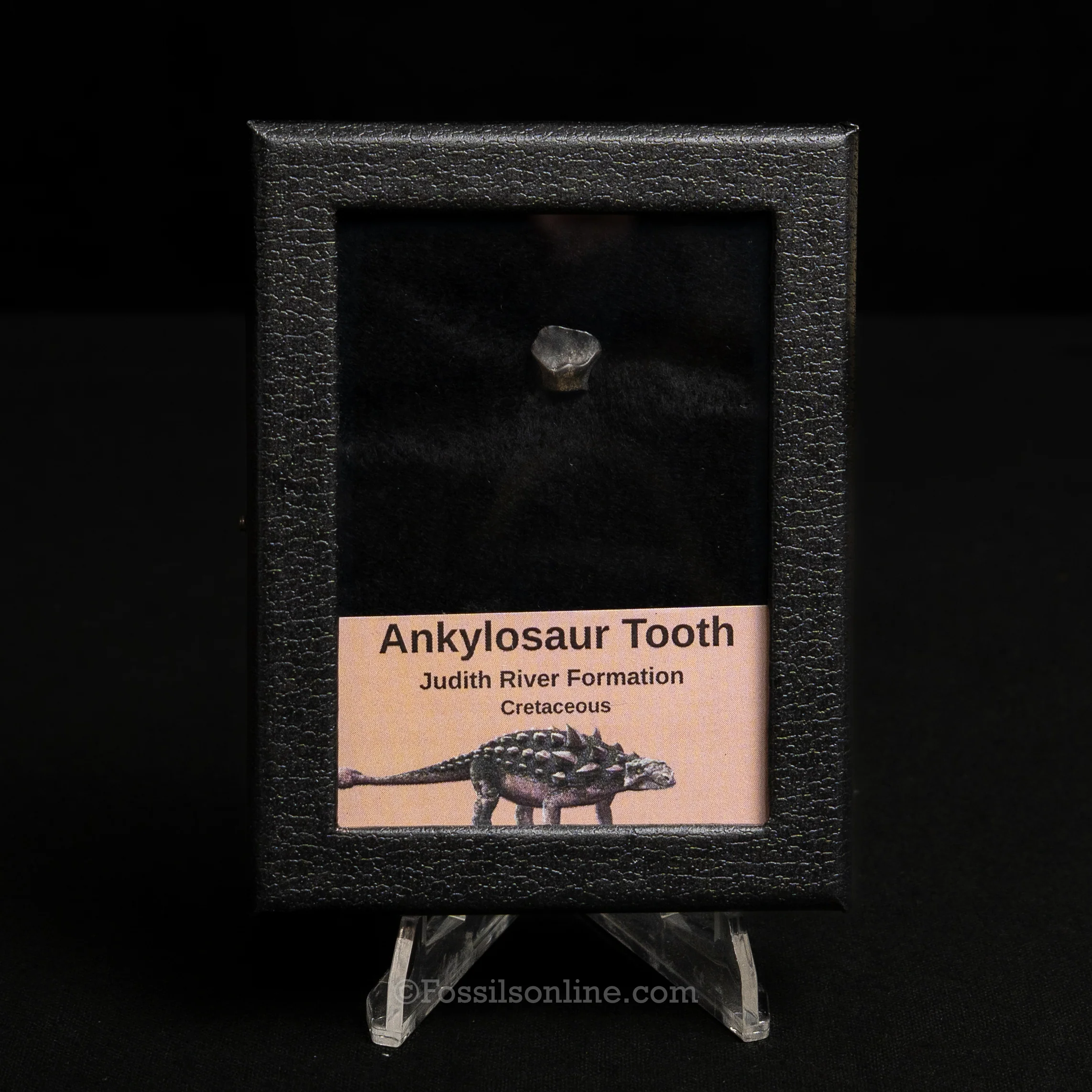 Ankylosaur Tooth In SM Display Case - Image 4