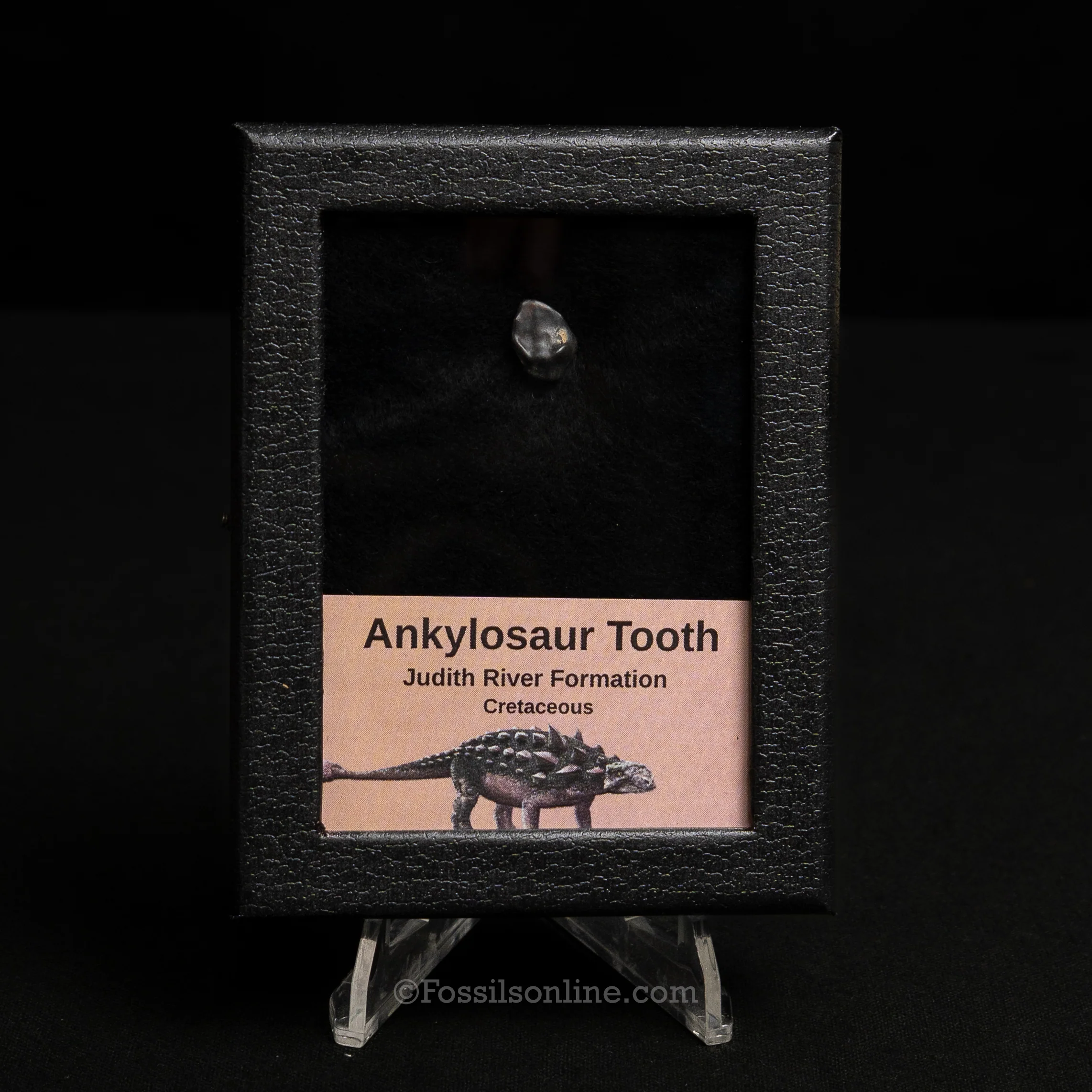 Ankylosaur Tooth In SM Display Case - Image 5