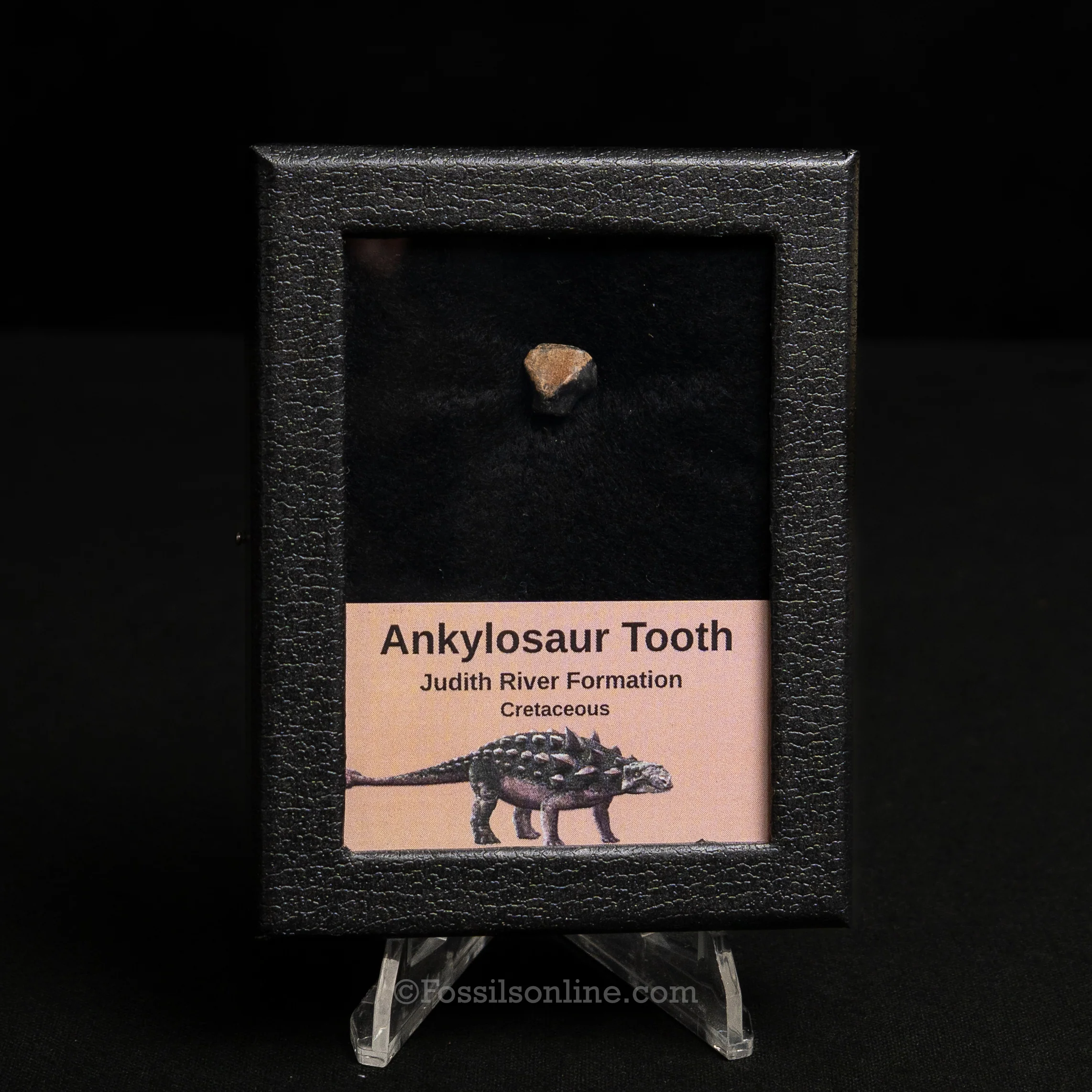 Ankylosaur Tooth In SM Display Case - Image 6