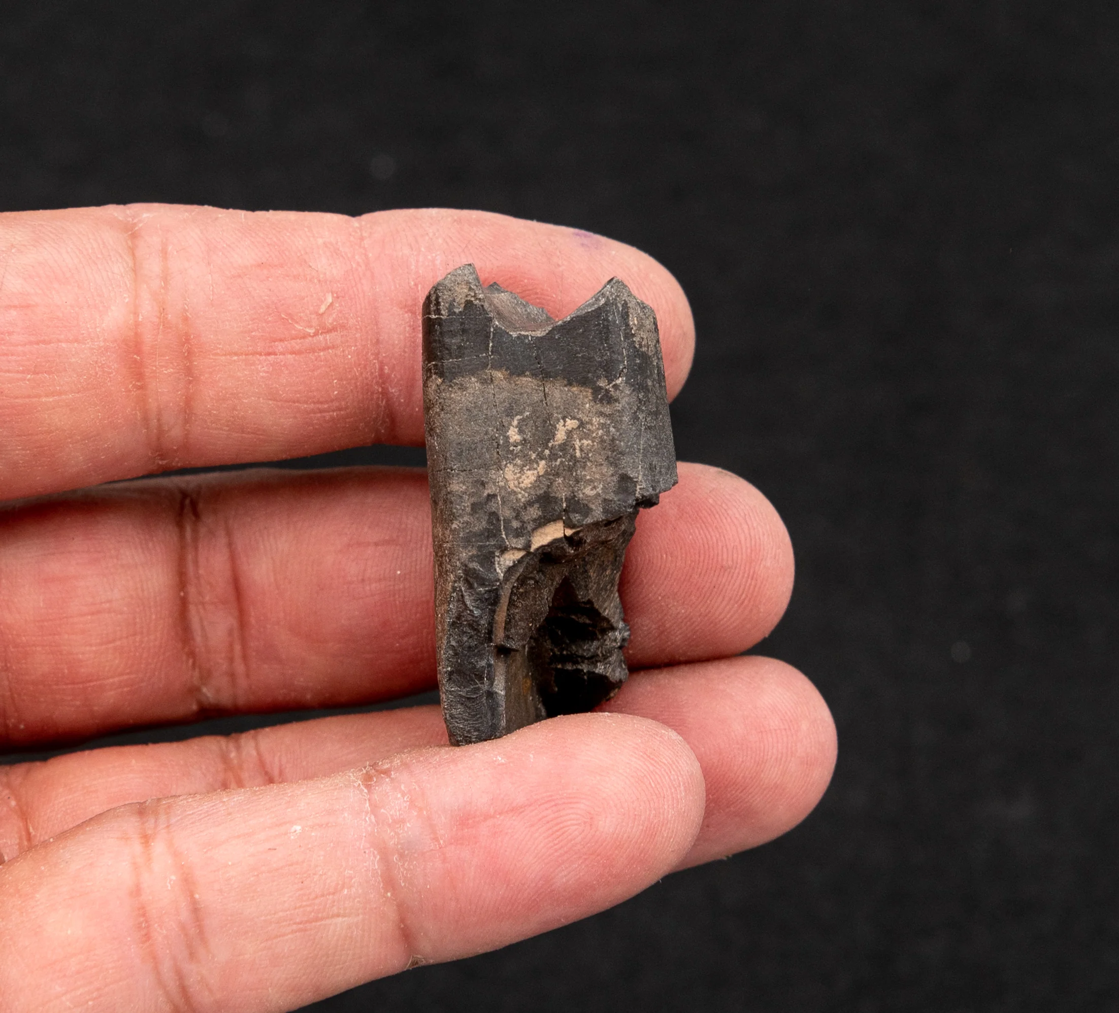Baby Eremotherium Fossil Giant Sloth Tooth - Image 3