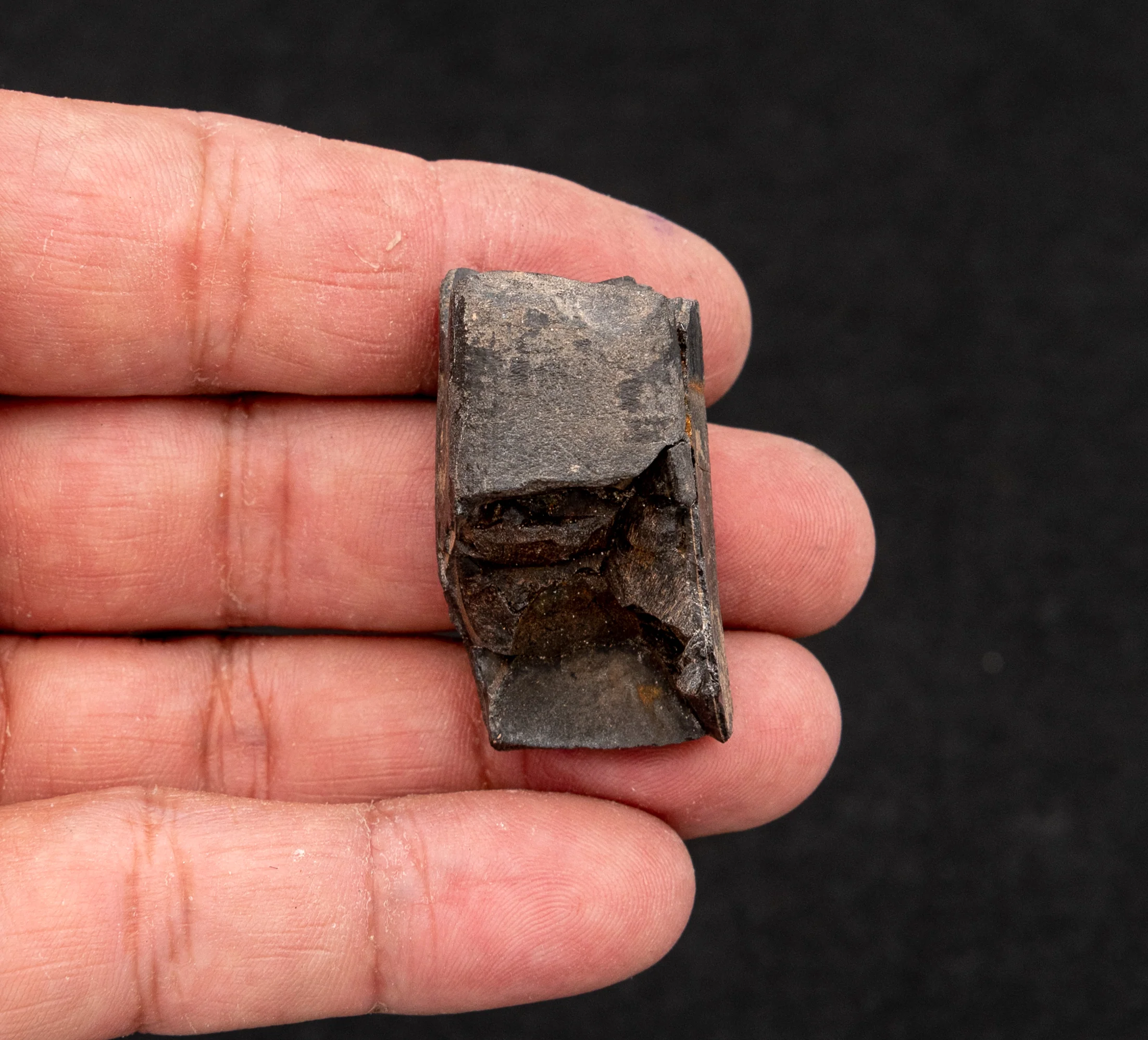 Baby Eremotherium Fossil Giant Sloth Tooth - Image 4
