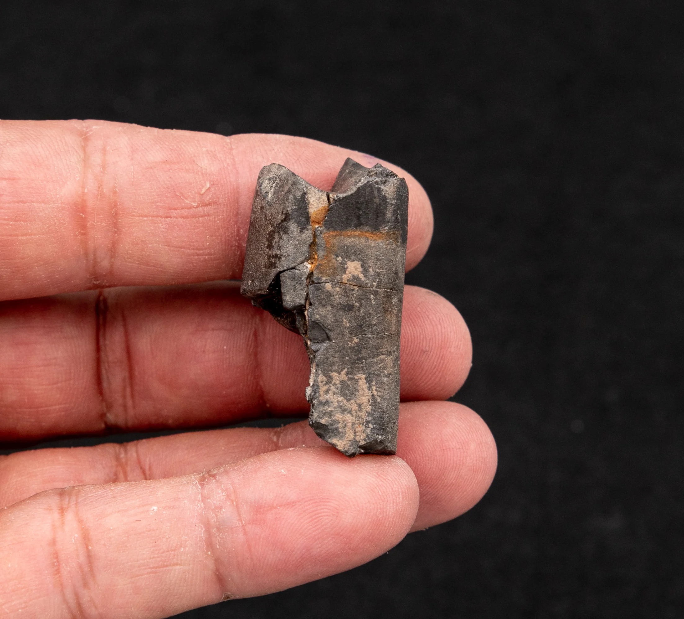 Baby Eremotherium Fossil Giant Sloth Tooth - Image 5
