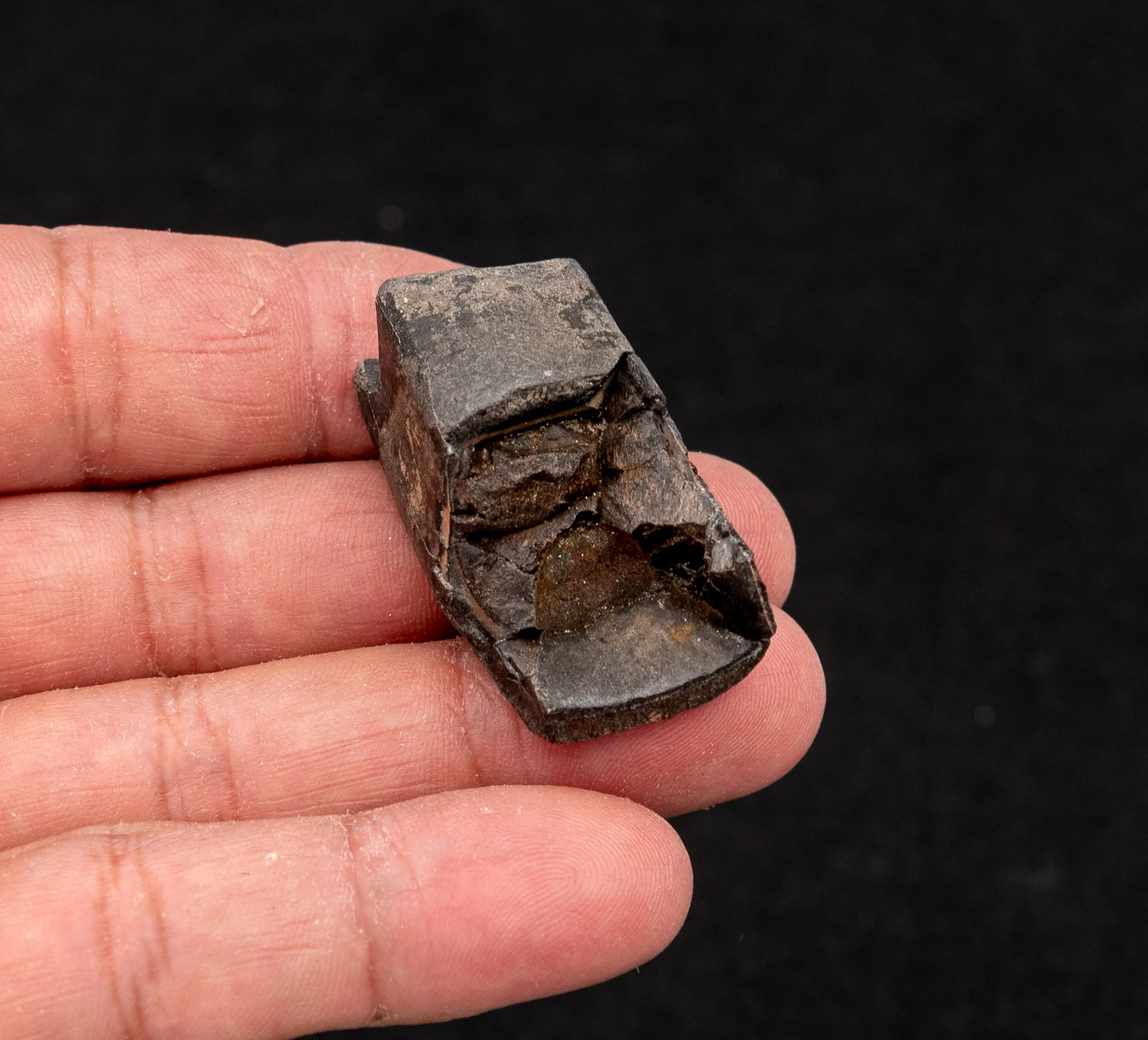 Baby Eremotherium Fossil Giant Sloth Tooth - Image 6