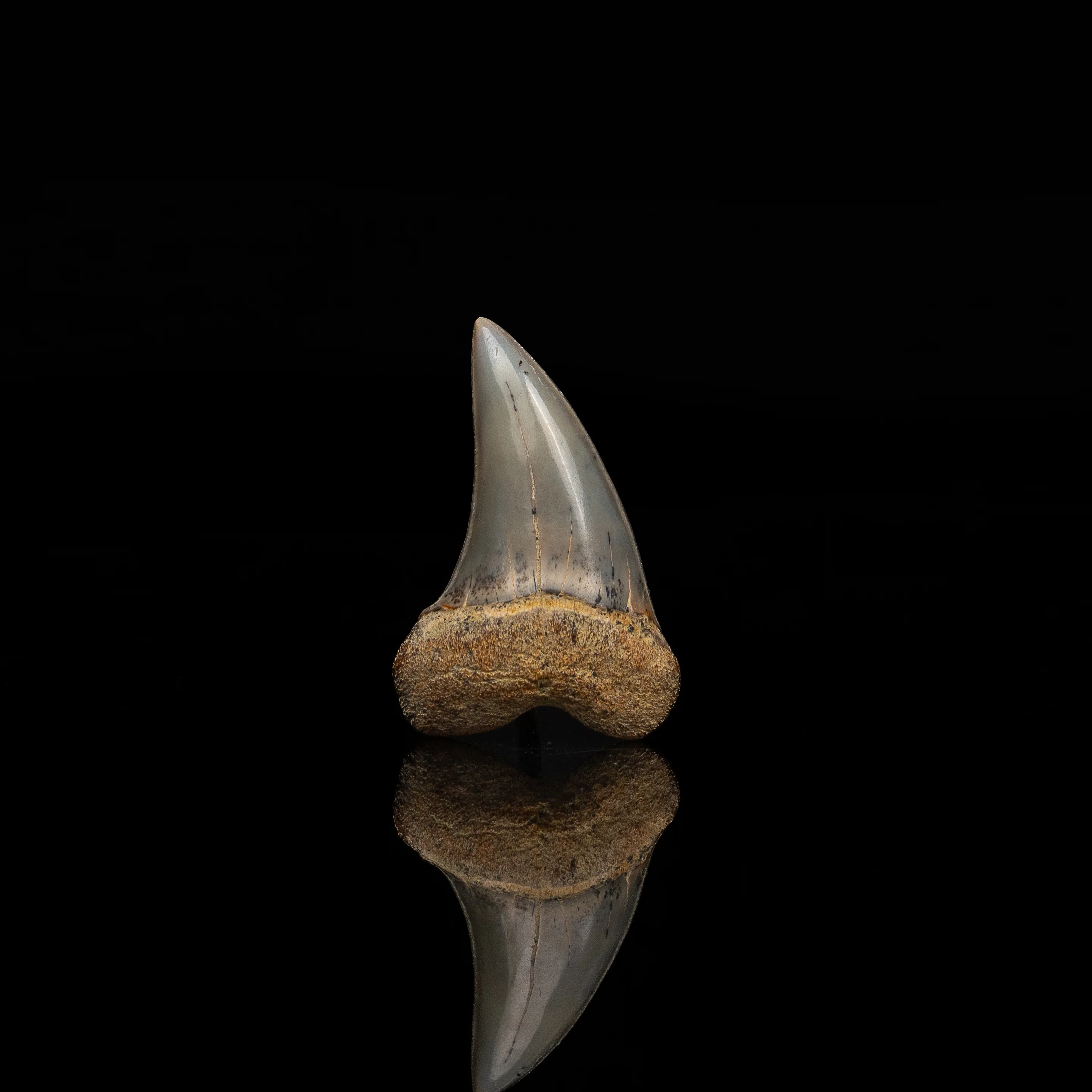 Bakersfield C. planus 1.76" - Image 2