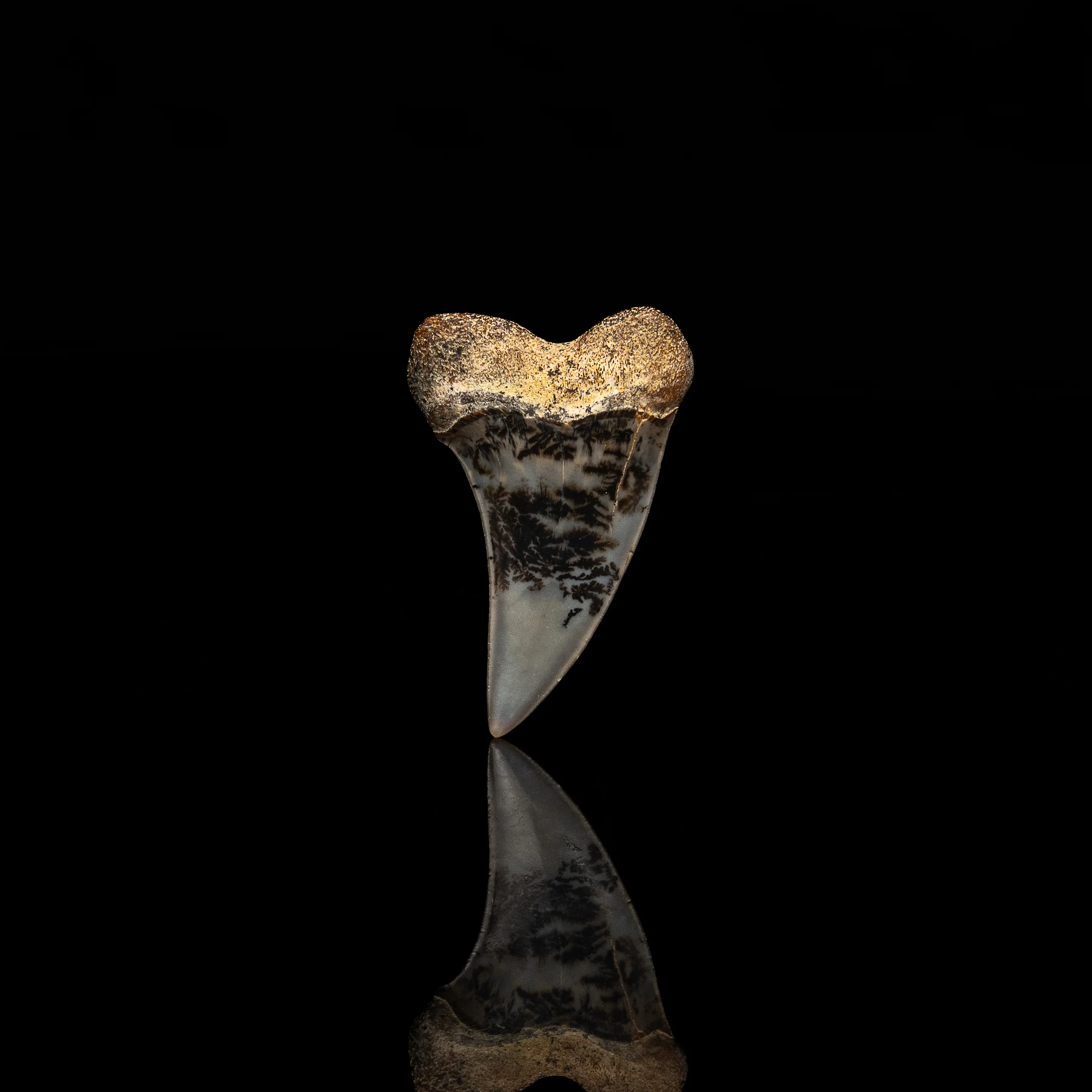 Bakersfield C. planus 1.76" - Image 3