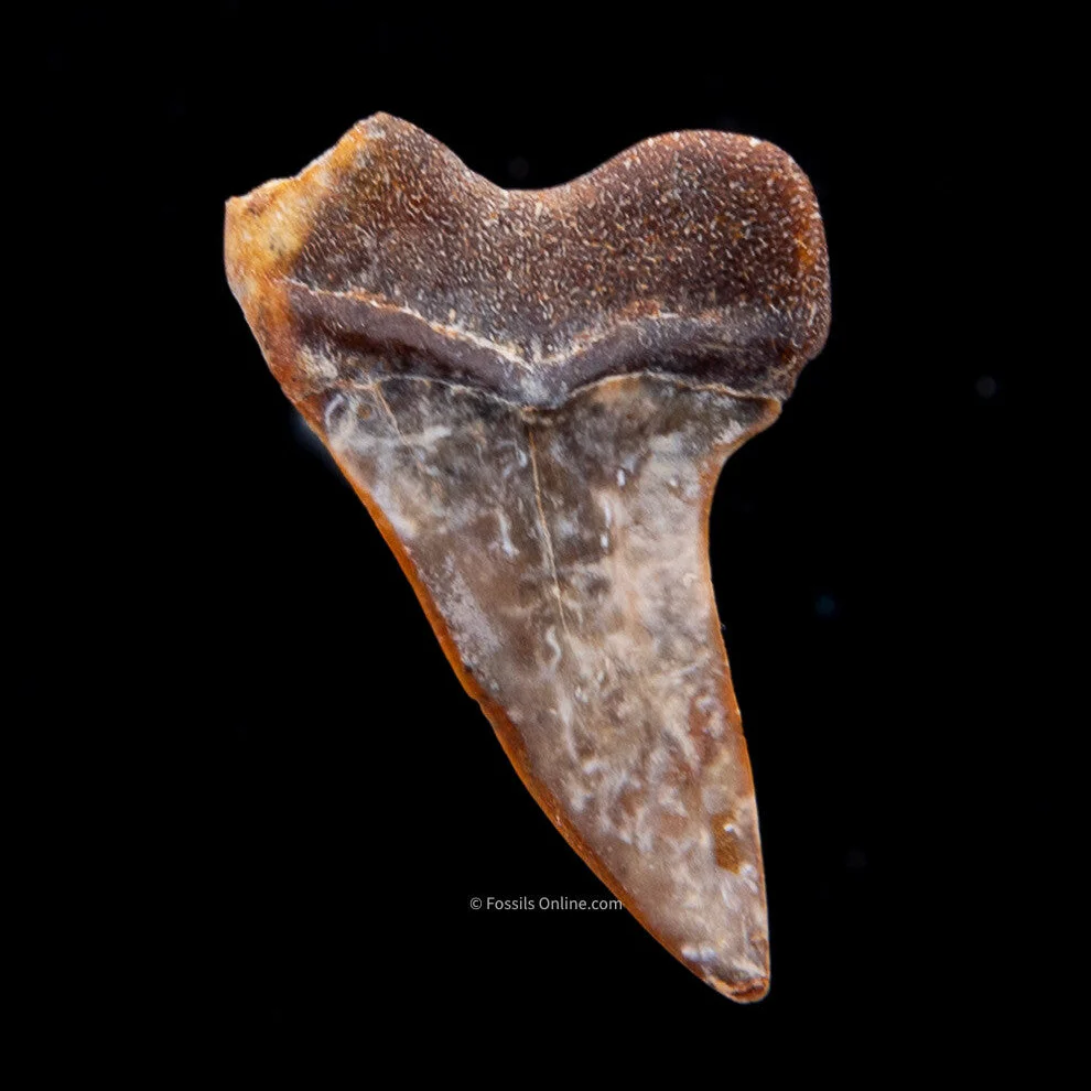 Bakersfield Mako C.Planus 1.62" - Image 2