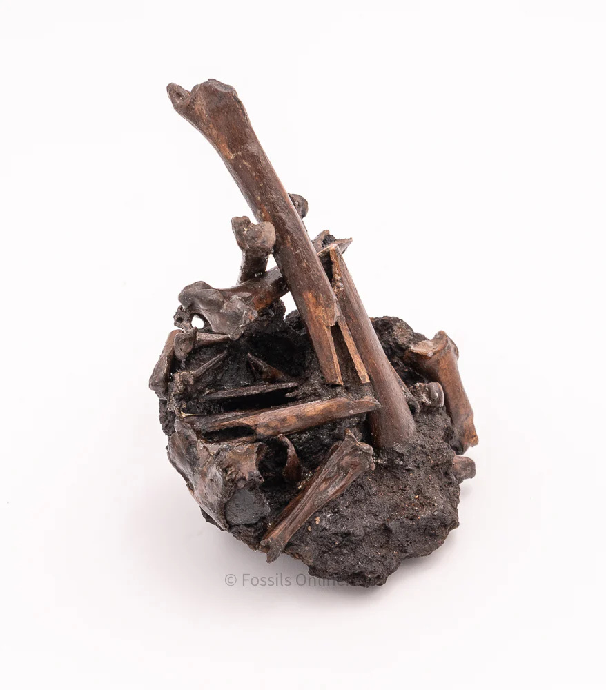 Bird Bone Assortment in Matrix Tar Pit Fossils - Image 3