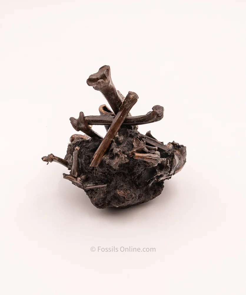Bird Bone Assortment in Matrix Tar Pit Fossils - Image 4