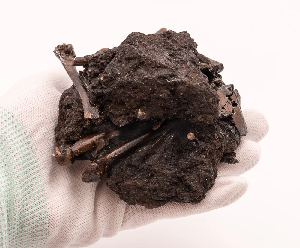 Bird Bone Assortment in Matrix Tar Pit Fossils - Image 5