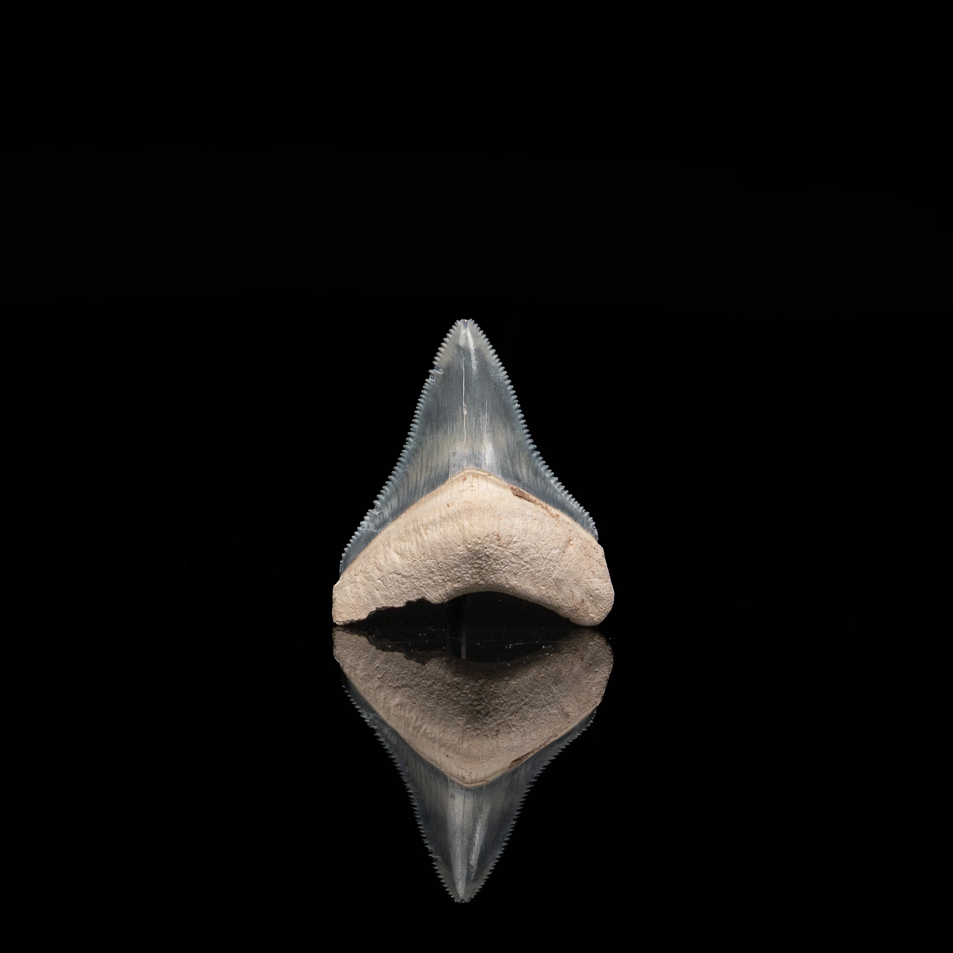 Bone Valley Megalodon 1.58" - Image 2