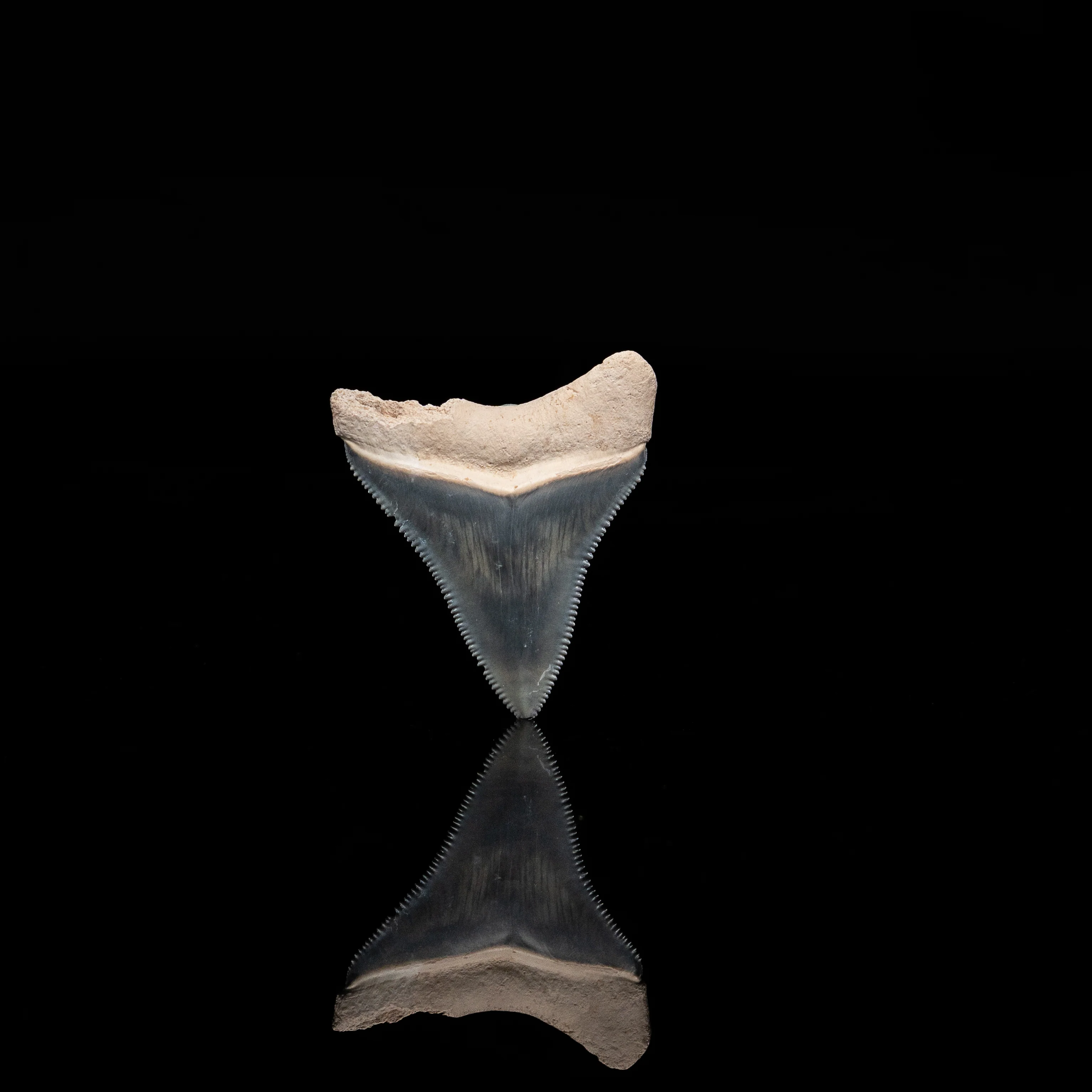 Bone Valley Megalodon 1.58" - Image 3