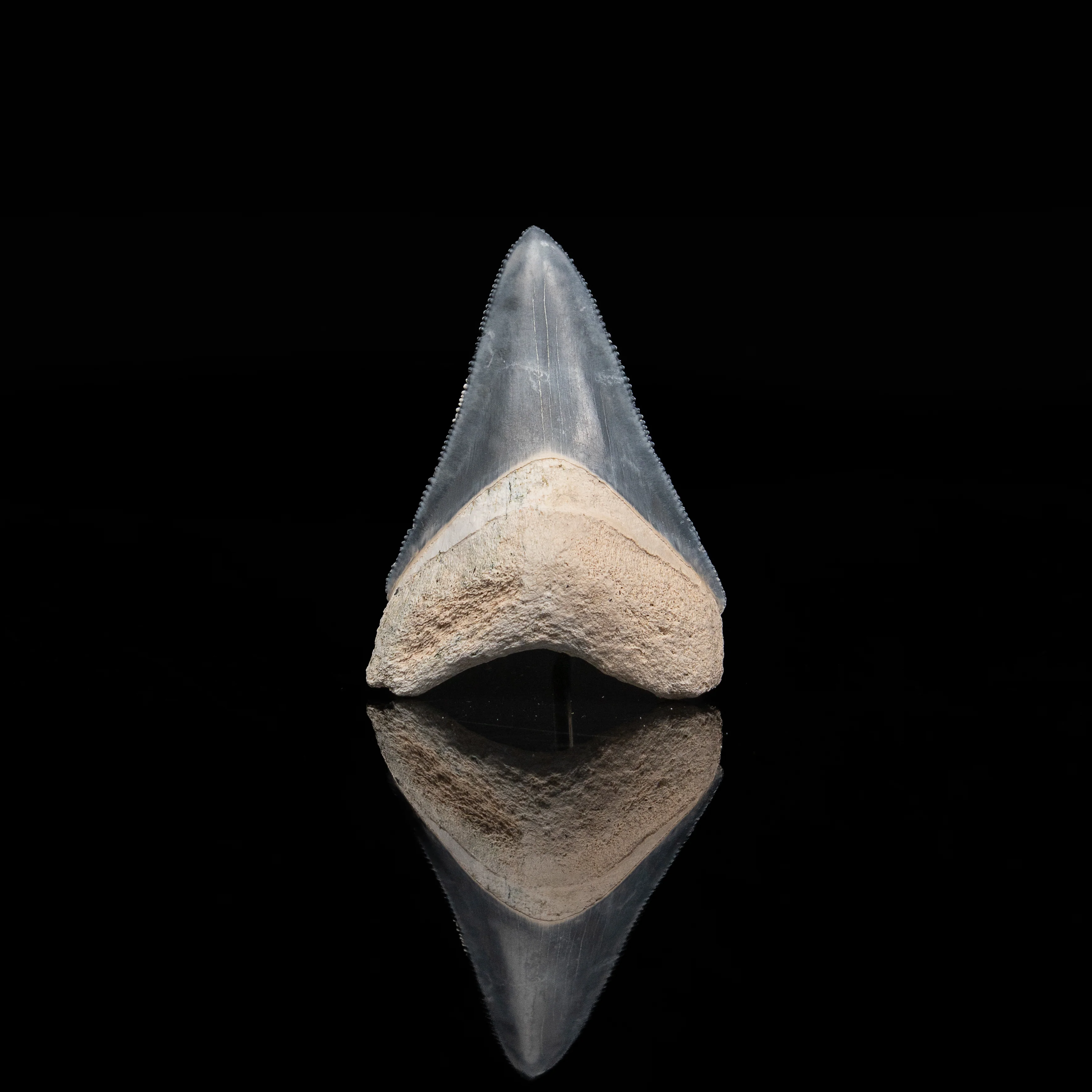 Bone Valley Megalodon 2.27" - Image 2