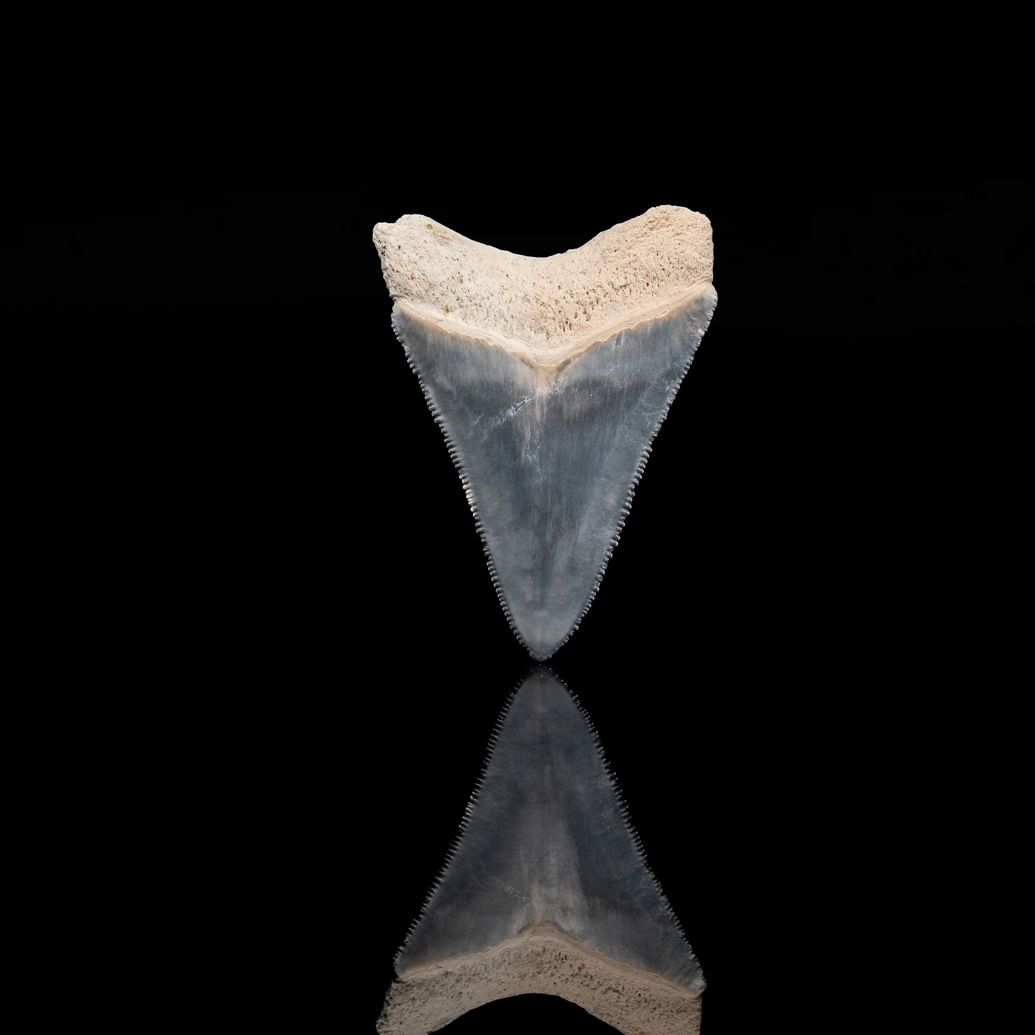 Bone Valley Megalodon 2.27" - Image 3