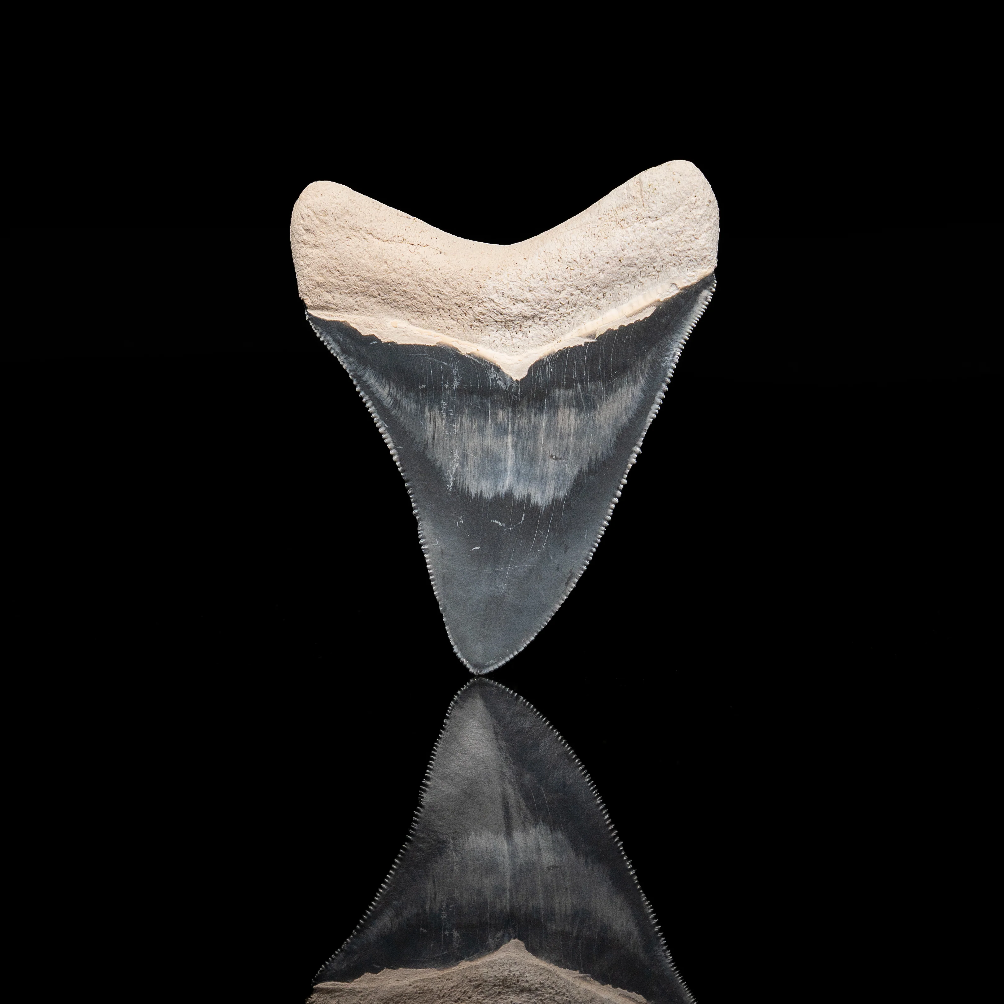 Bone Valley Megalodon 2.80" - Image 2