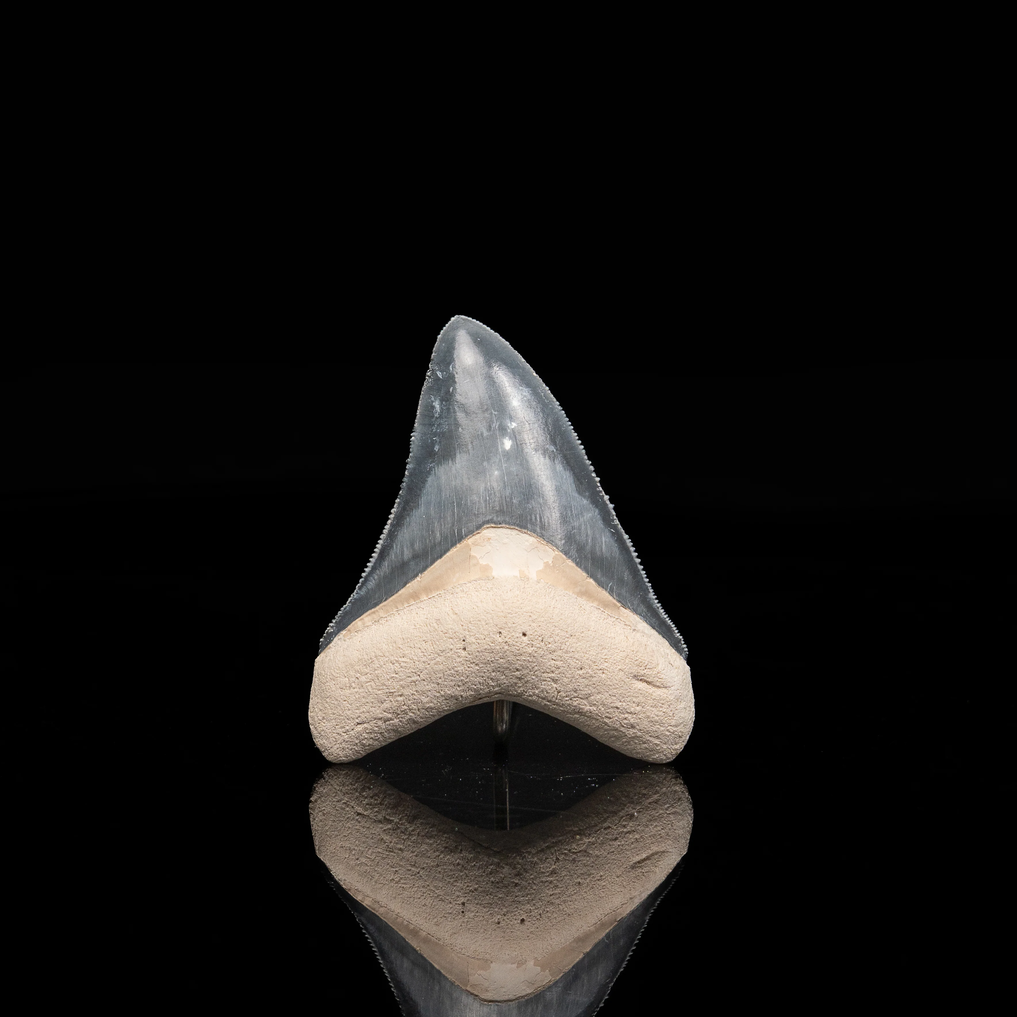 Bone Valley Megalodon 2.80" - Image 3