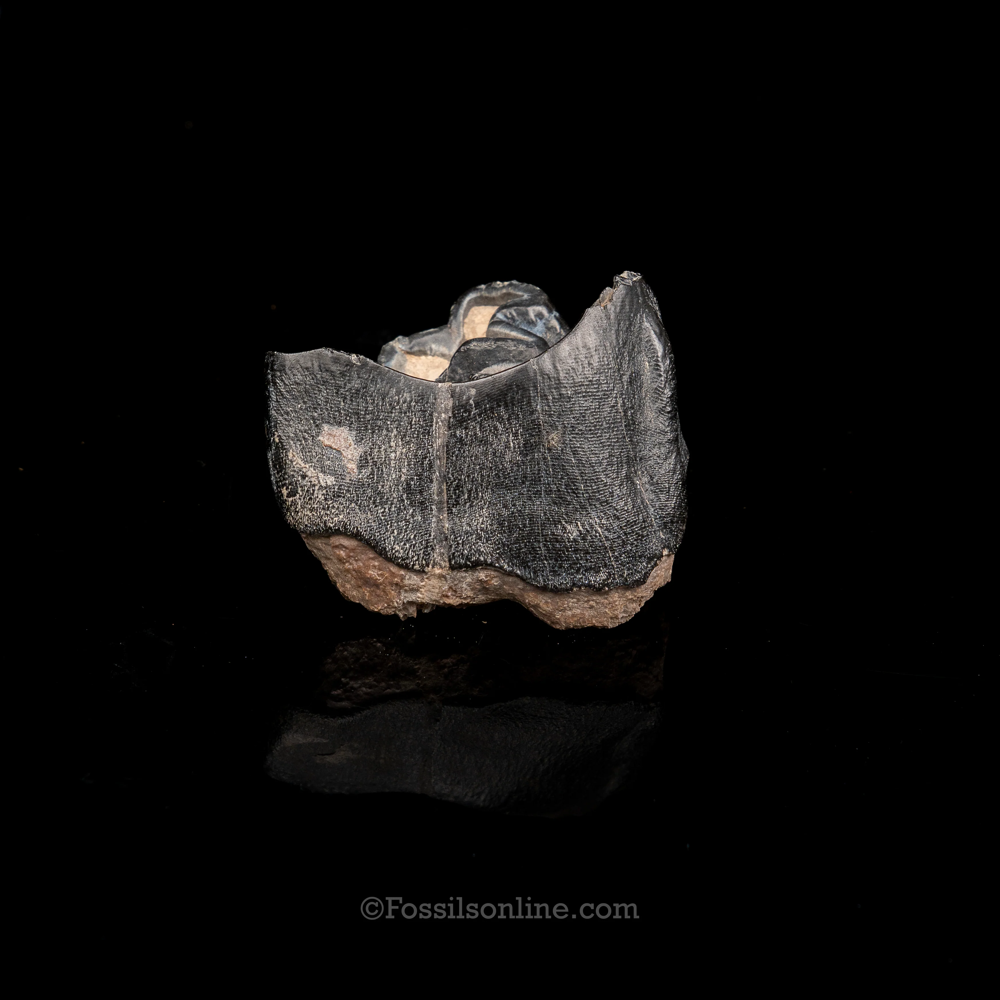 Bone Valley Rhino tooth