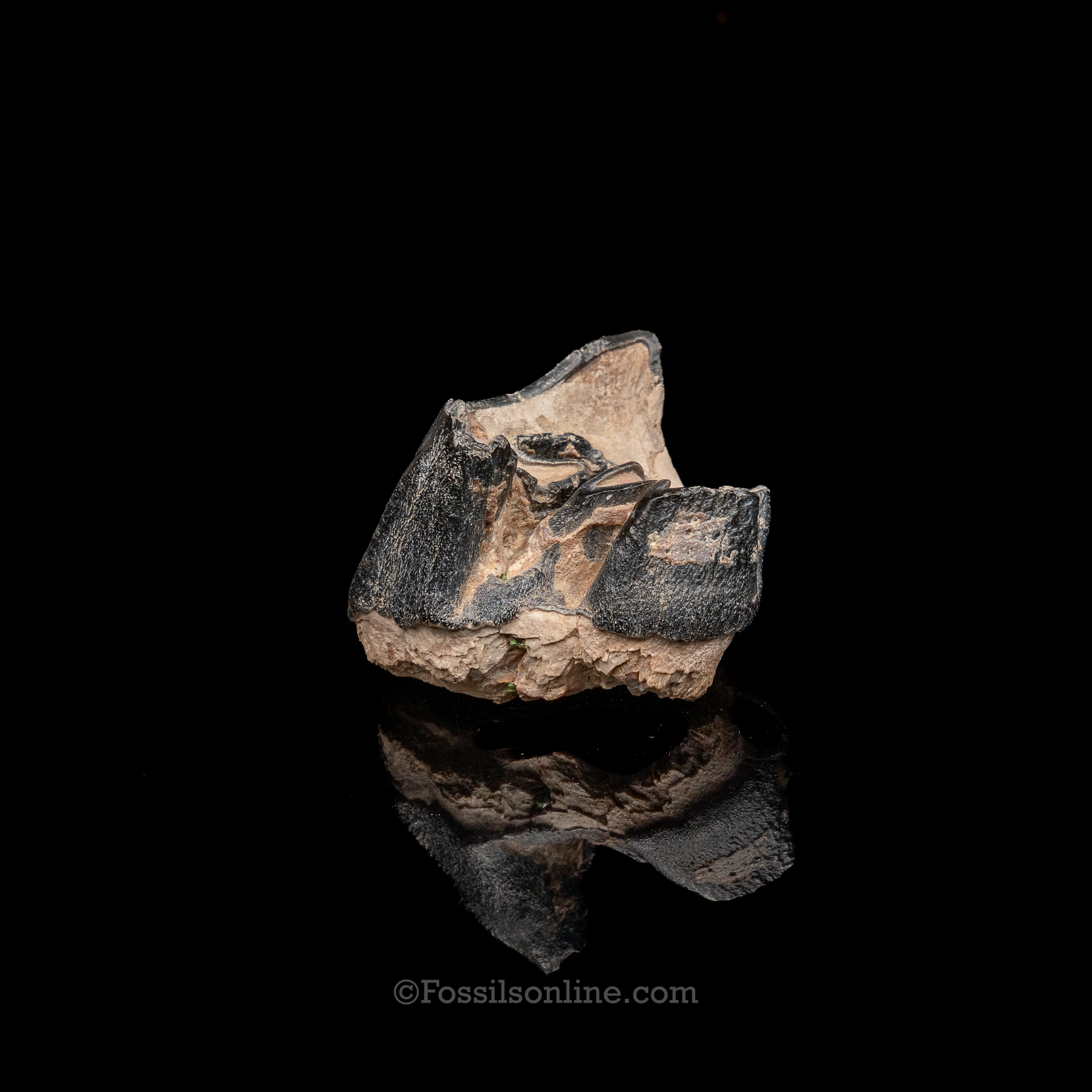 Bone Valley Rhino tooth - Image 2