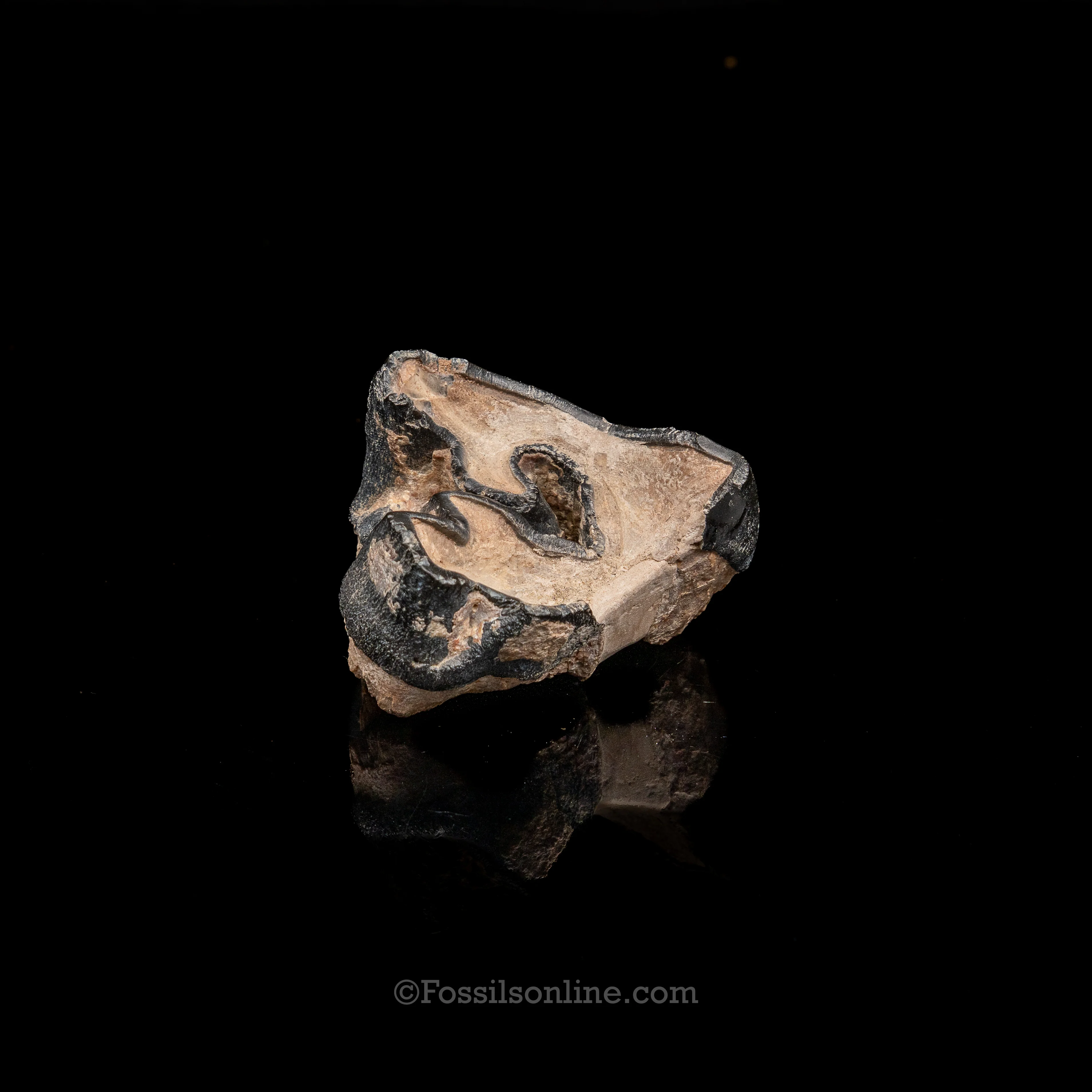 Bone Valley Rhino tooth - Image 3