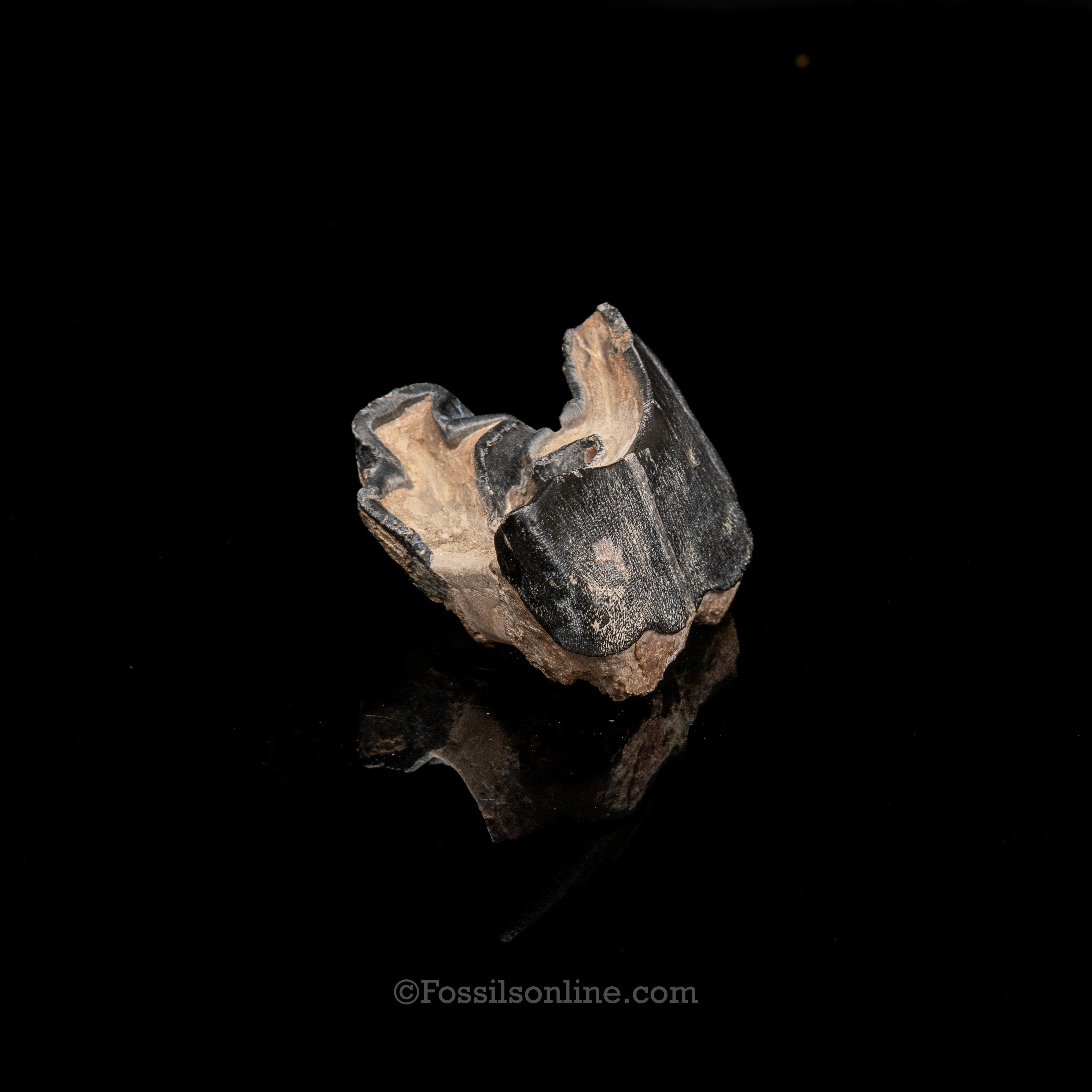 Bone Valley Rhino tooth - Image 4