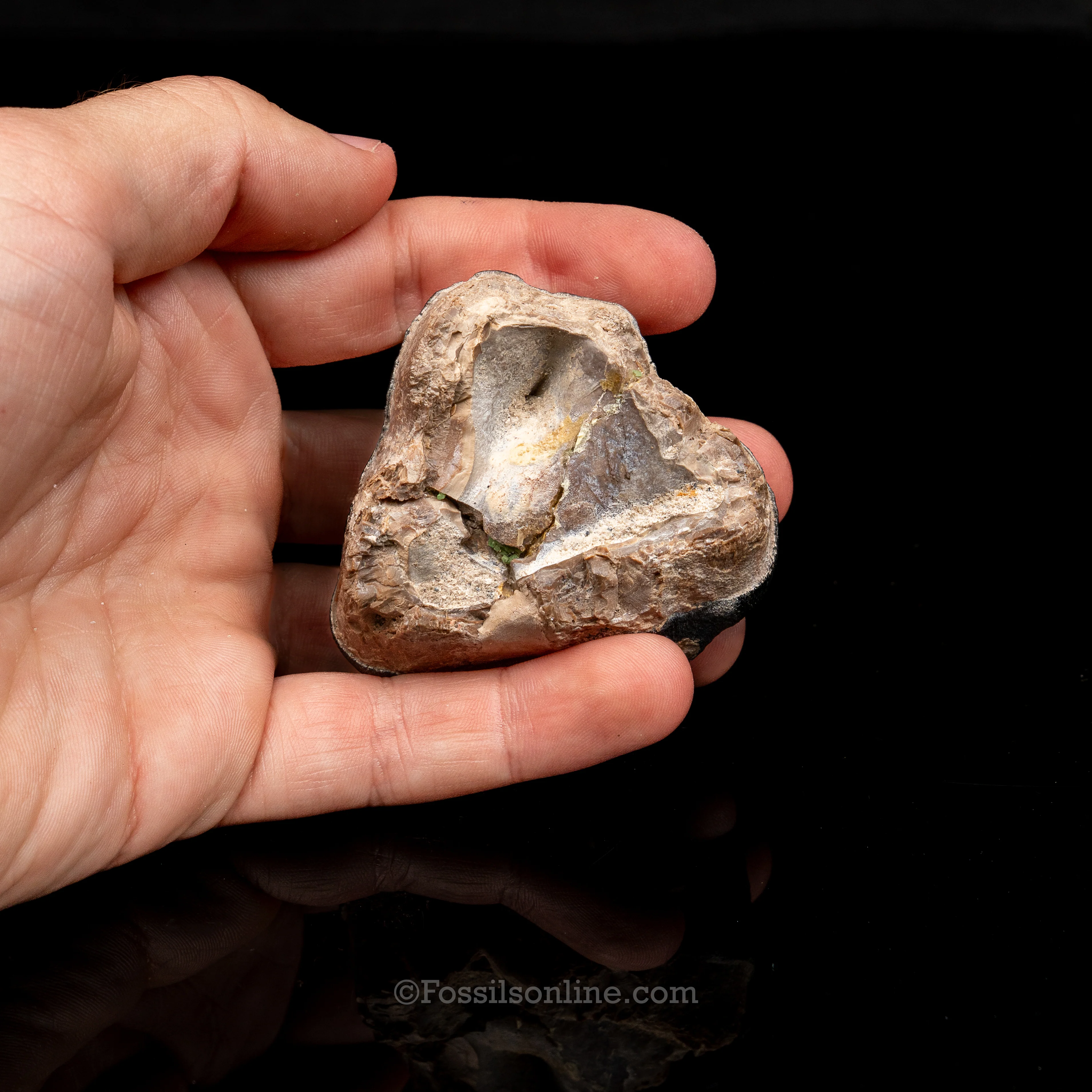 Bone Valley Rhino tooth - Image 5