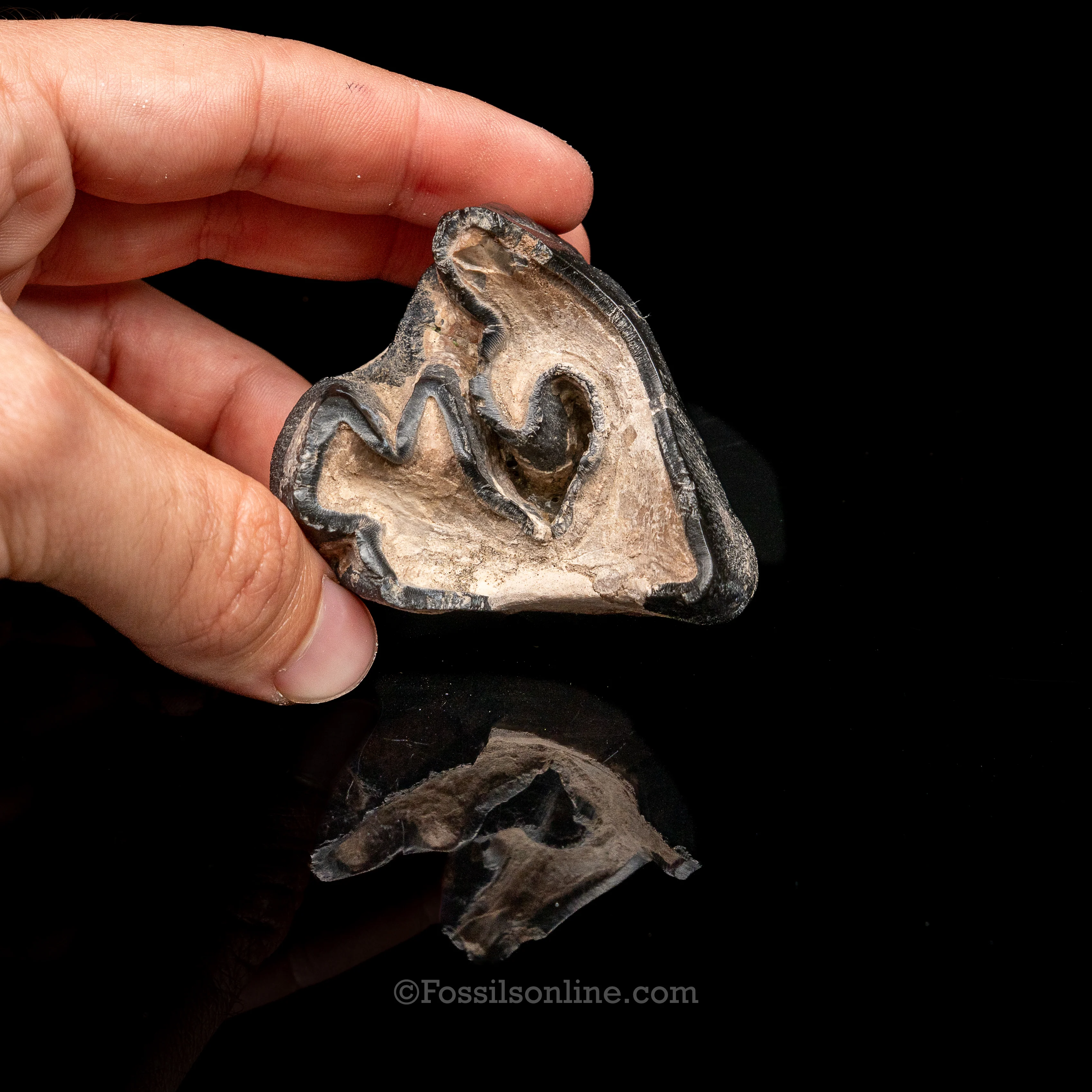 Bone Valley Rhino tooth - Image 6