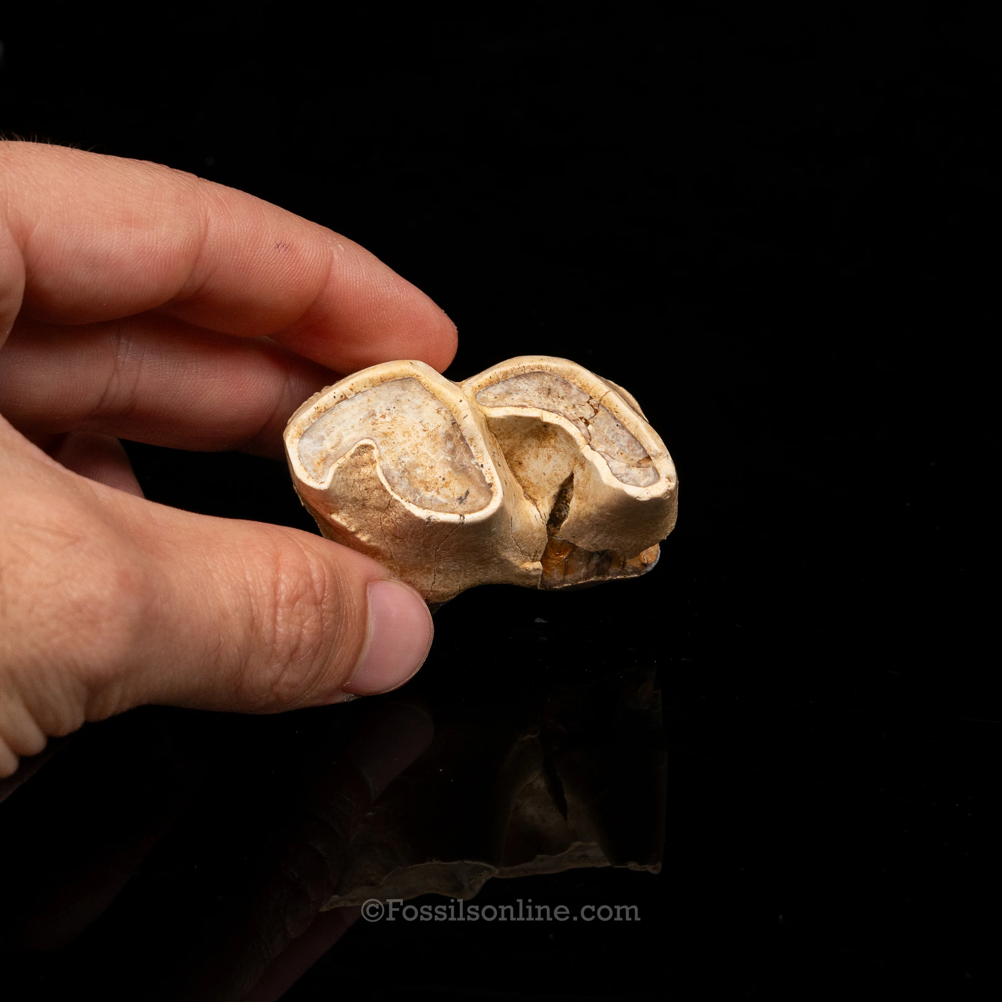 Rare Florida Fossil Rhino Tooth - Image 2