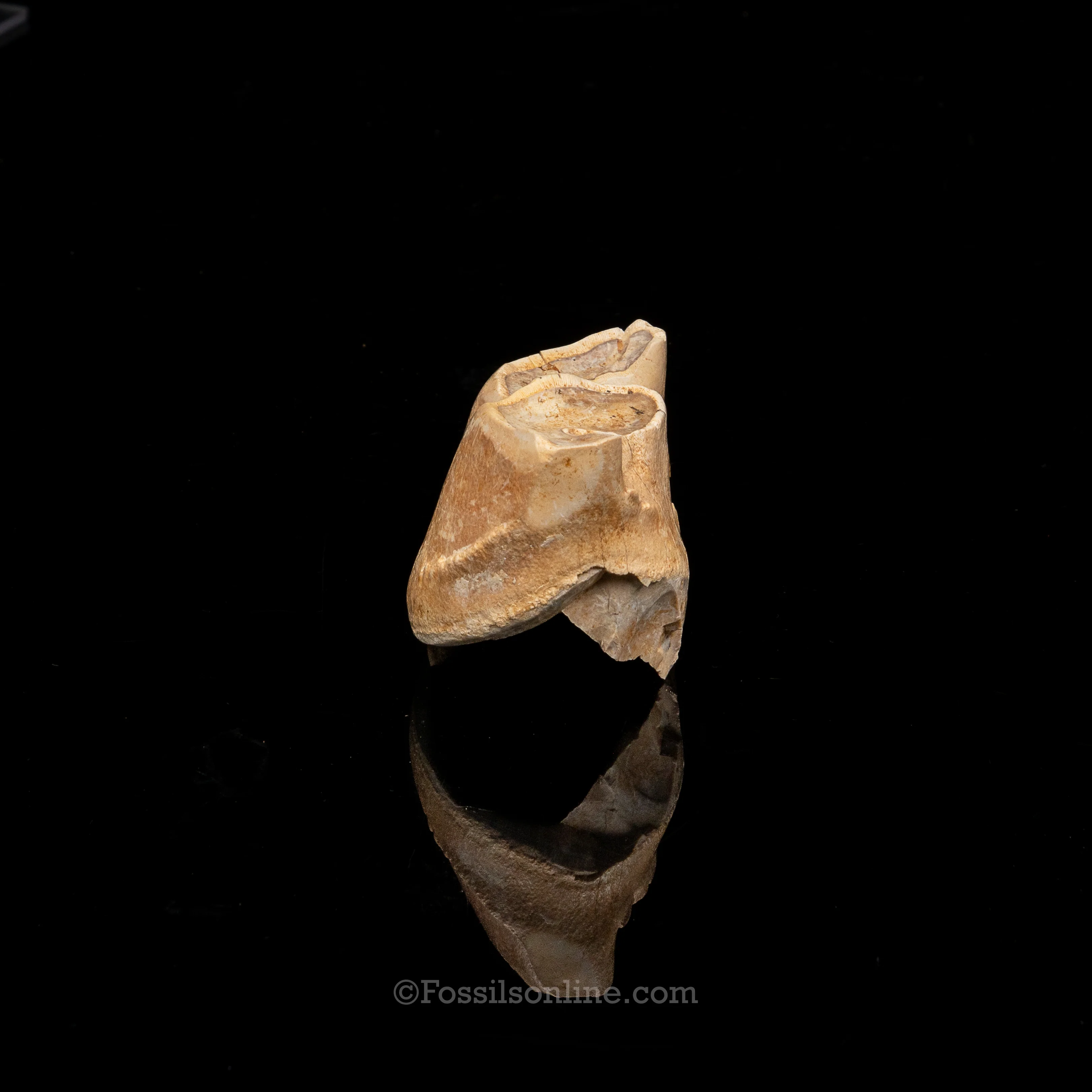Rare Florida Fossil Rhino Tooth - Image 3