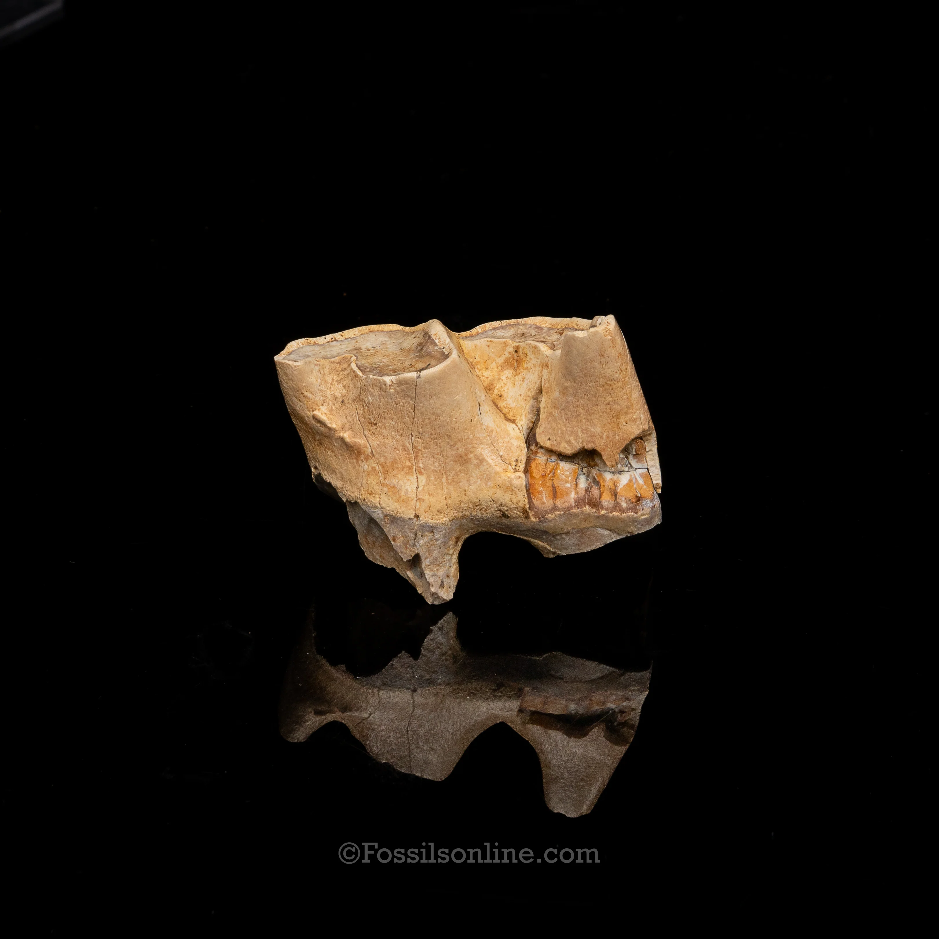 Rare Florida Fossil Rhino Tooth - Image 4