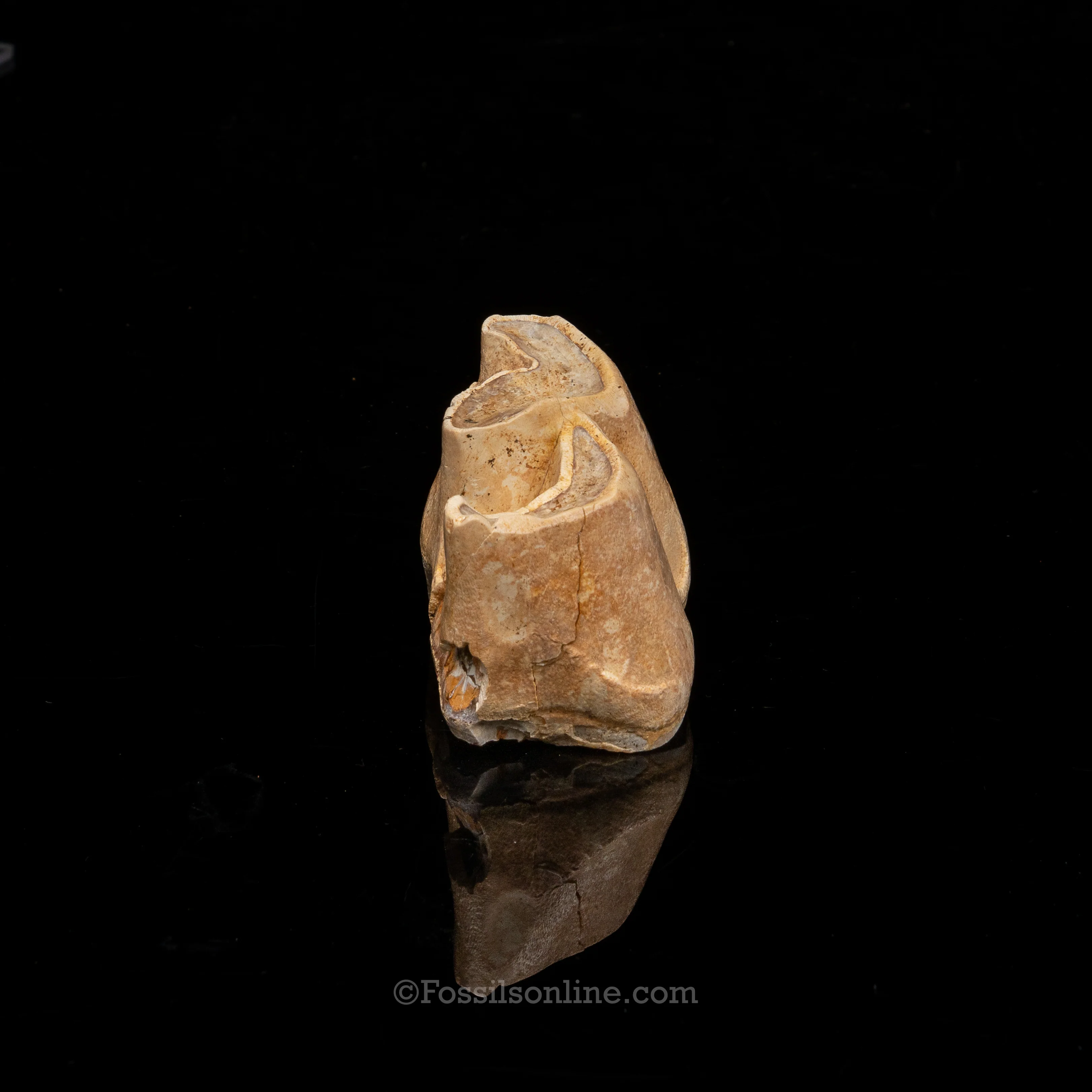 Rare Florida Fossil Rhino Tooth - Image 5