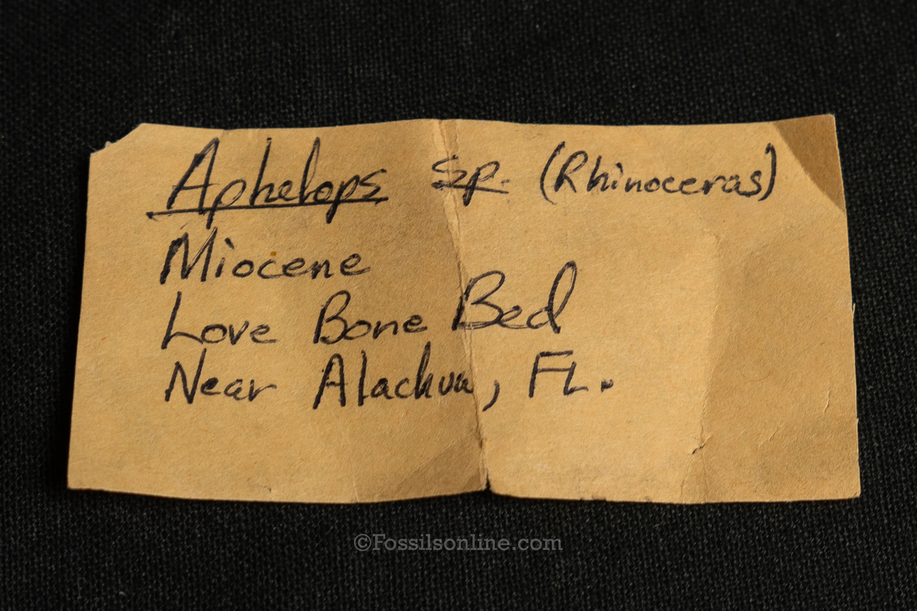 Rare Florida Fossil Rhino Tooth - Image 6