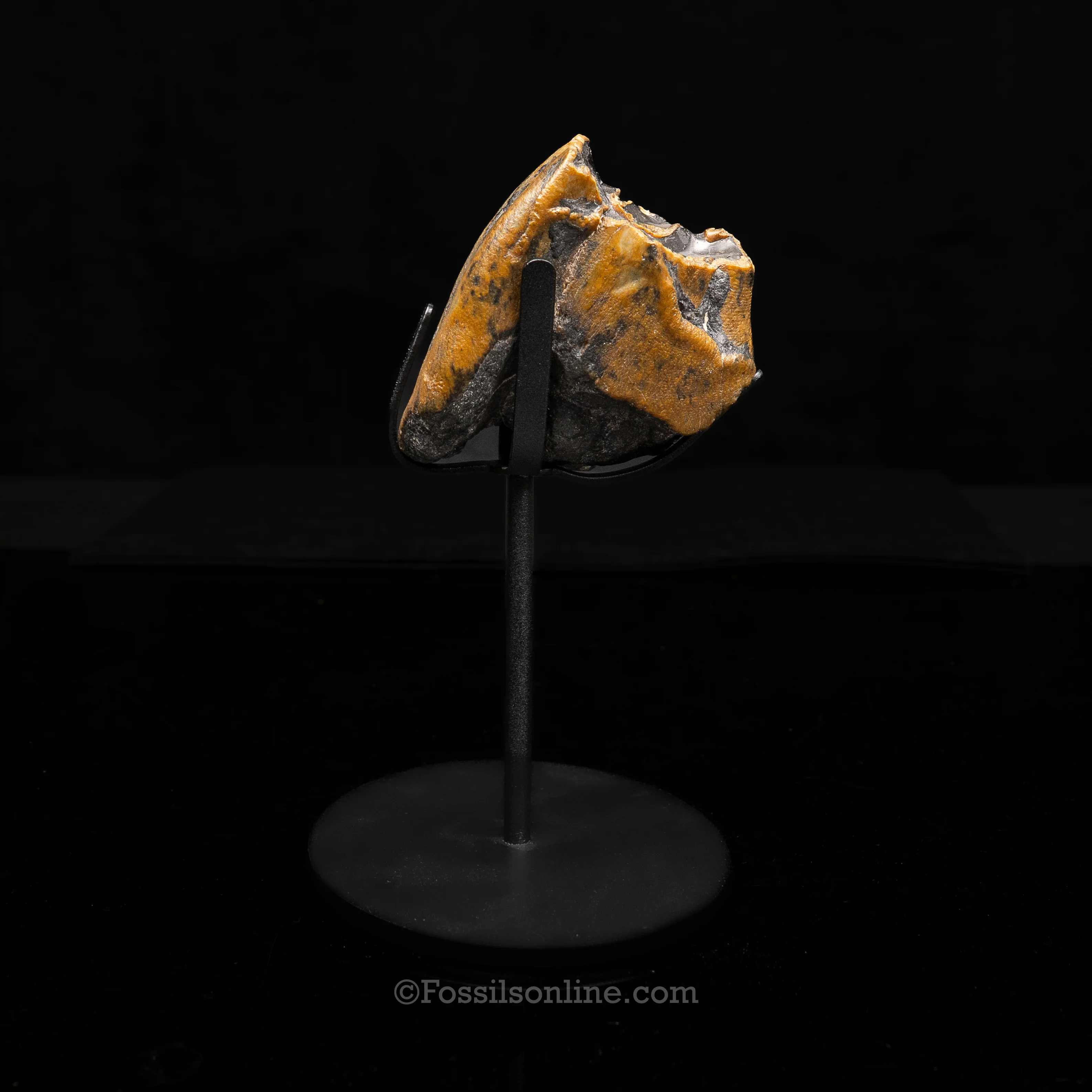 Bone Valley Rhino tooth - Image 2