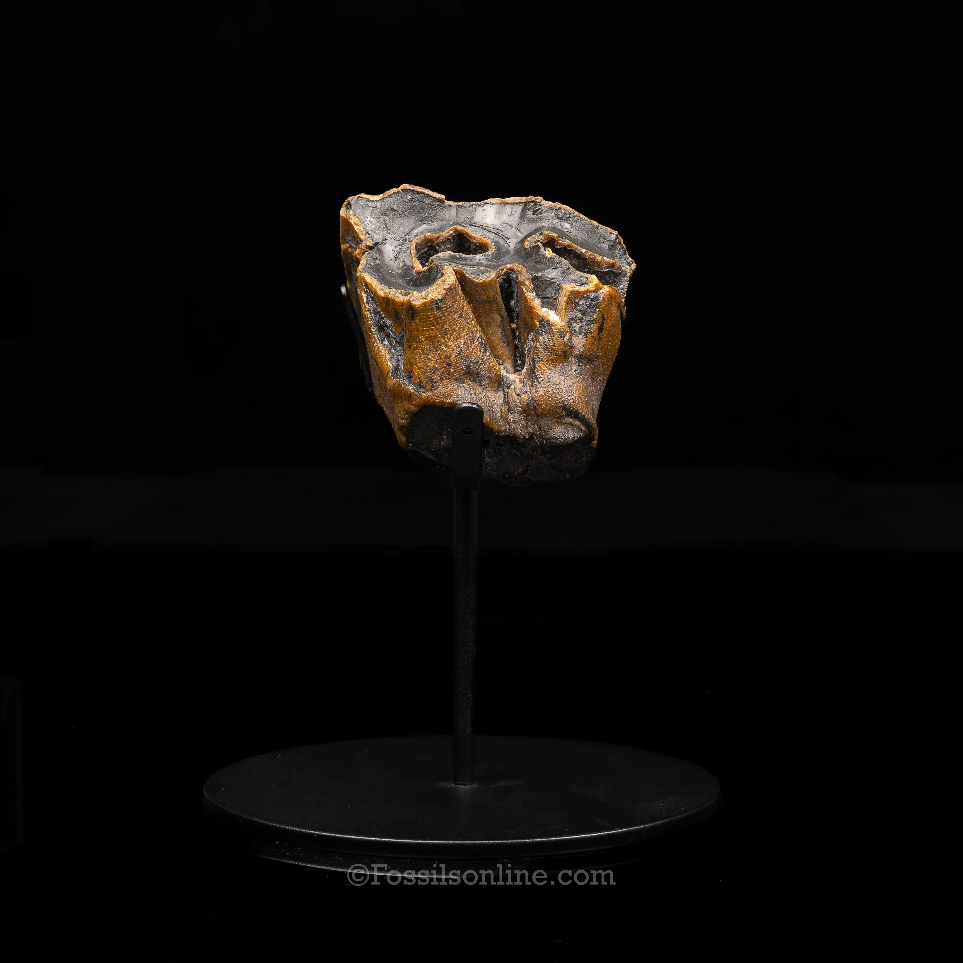 Bone Valley Rhino tooth - Image 3