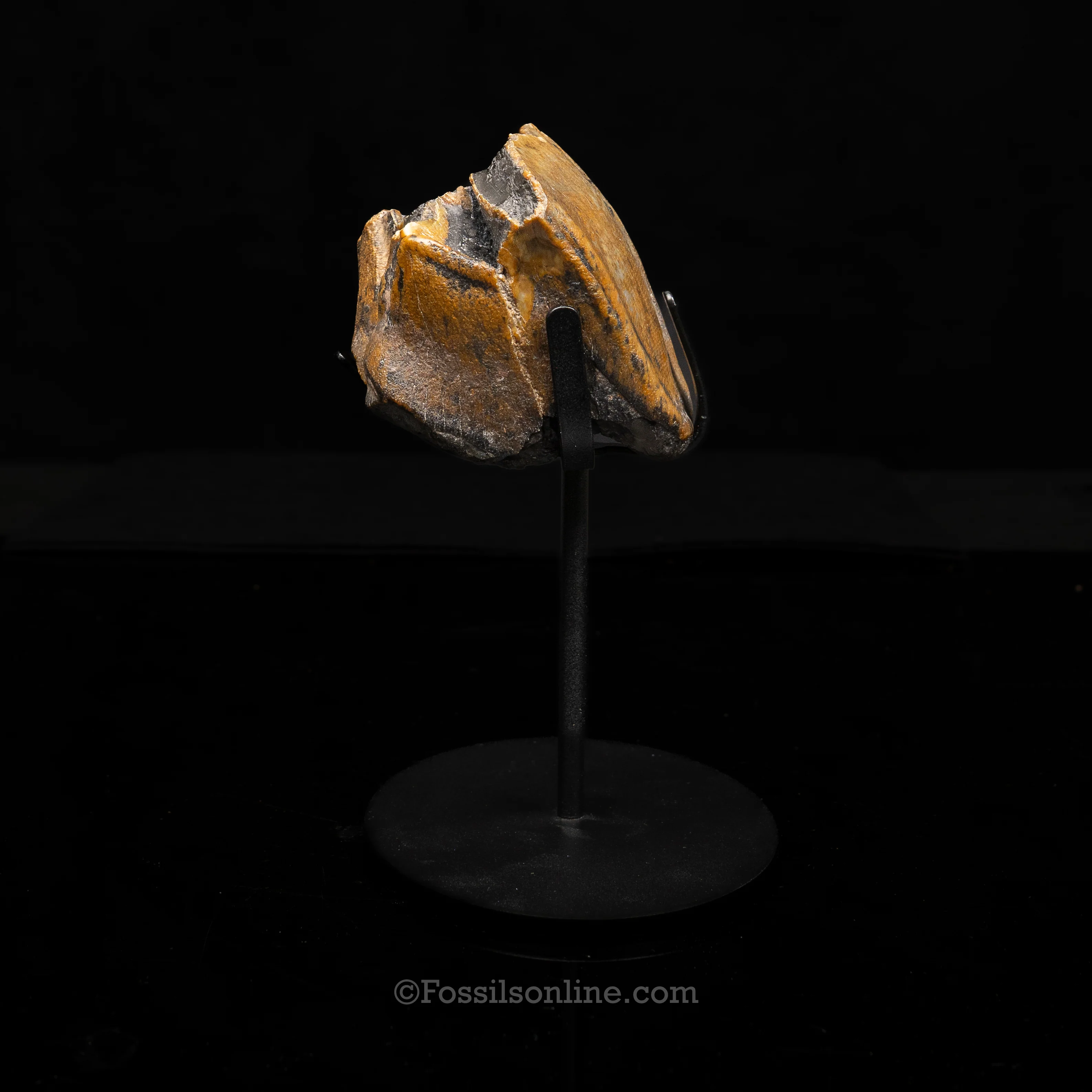 Bone Valley Rhino tooth - Image 4