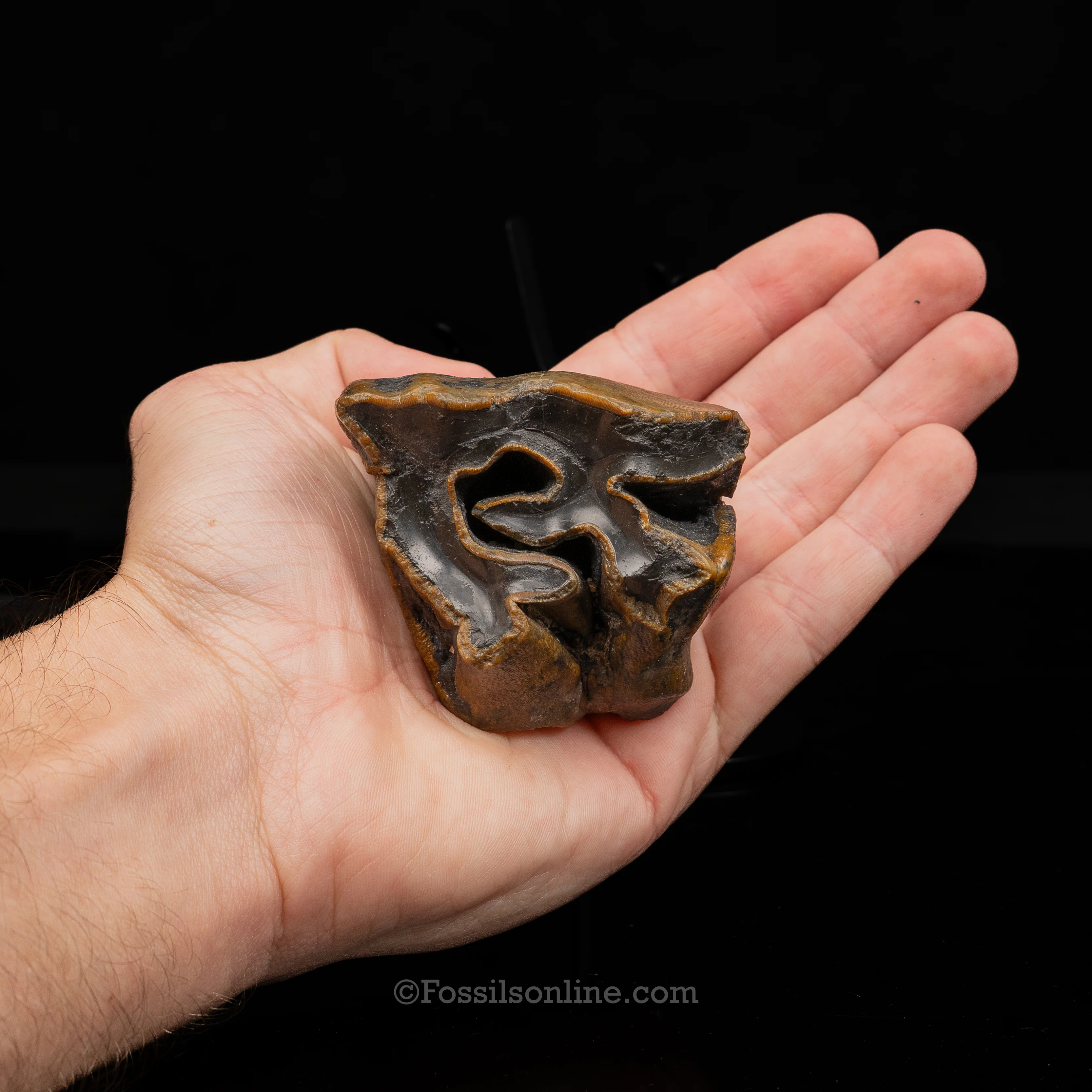 Bone Valley Rhino tooth - Image 5