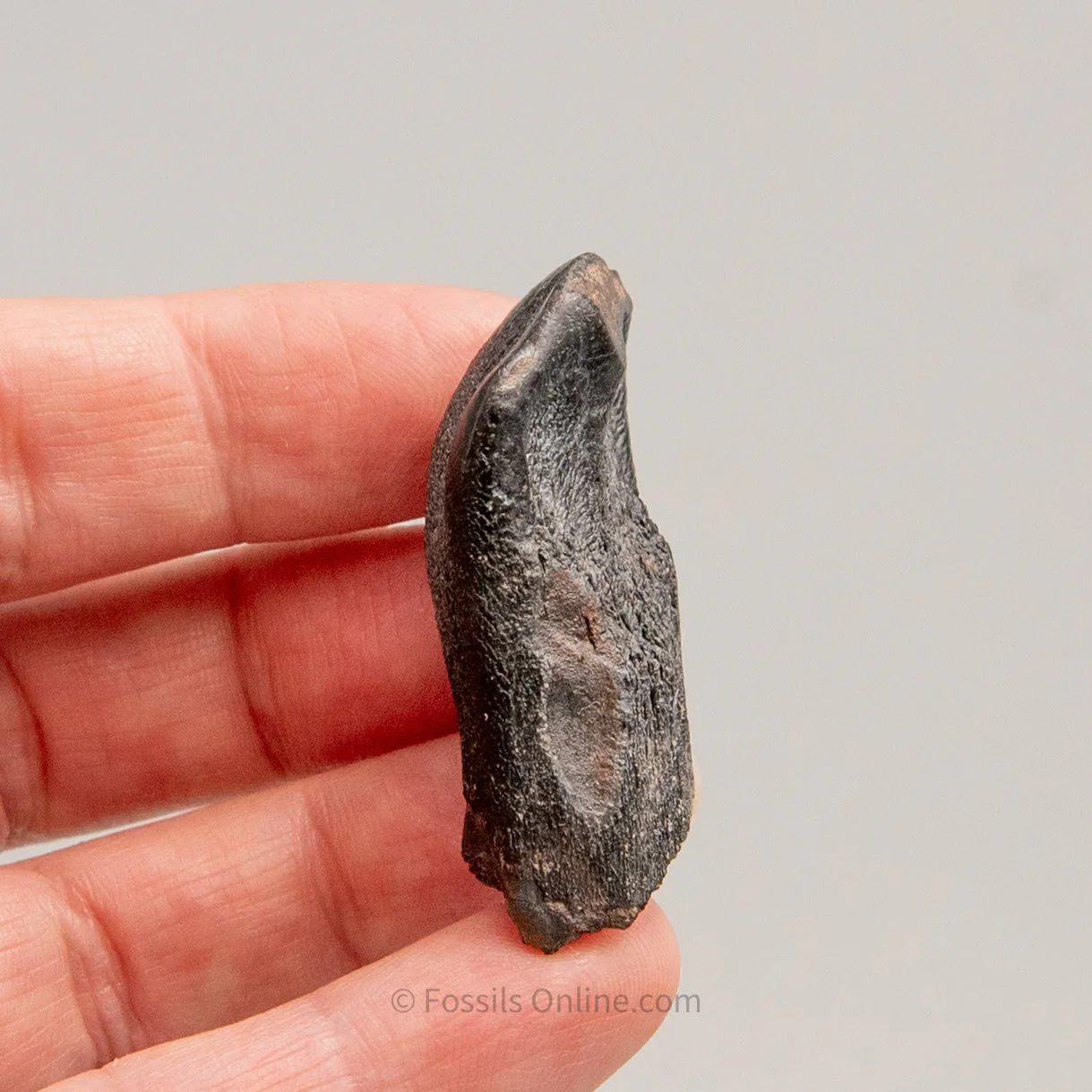 Camarasaurus Real Sauropod Dinosaur Tooth - Image 3